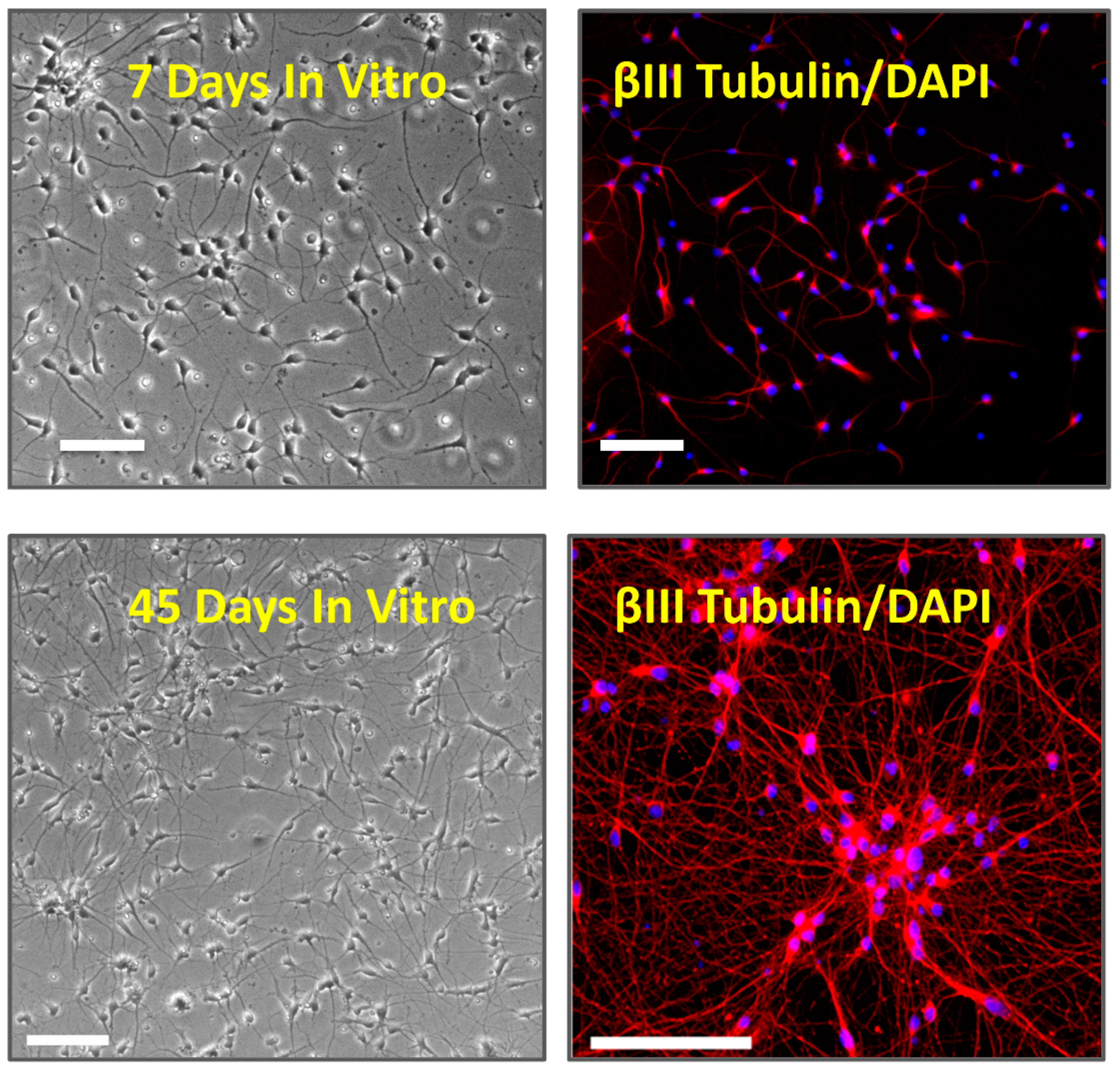 Cells 10 01953 g001 Cells 10 01953 g001