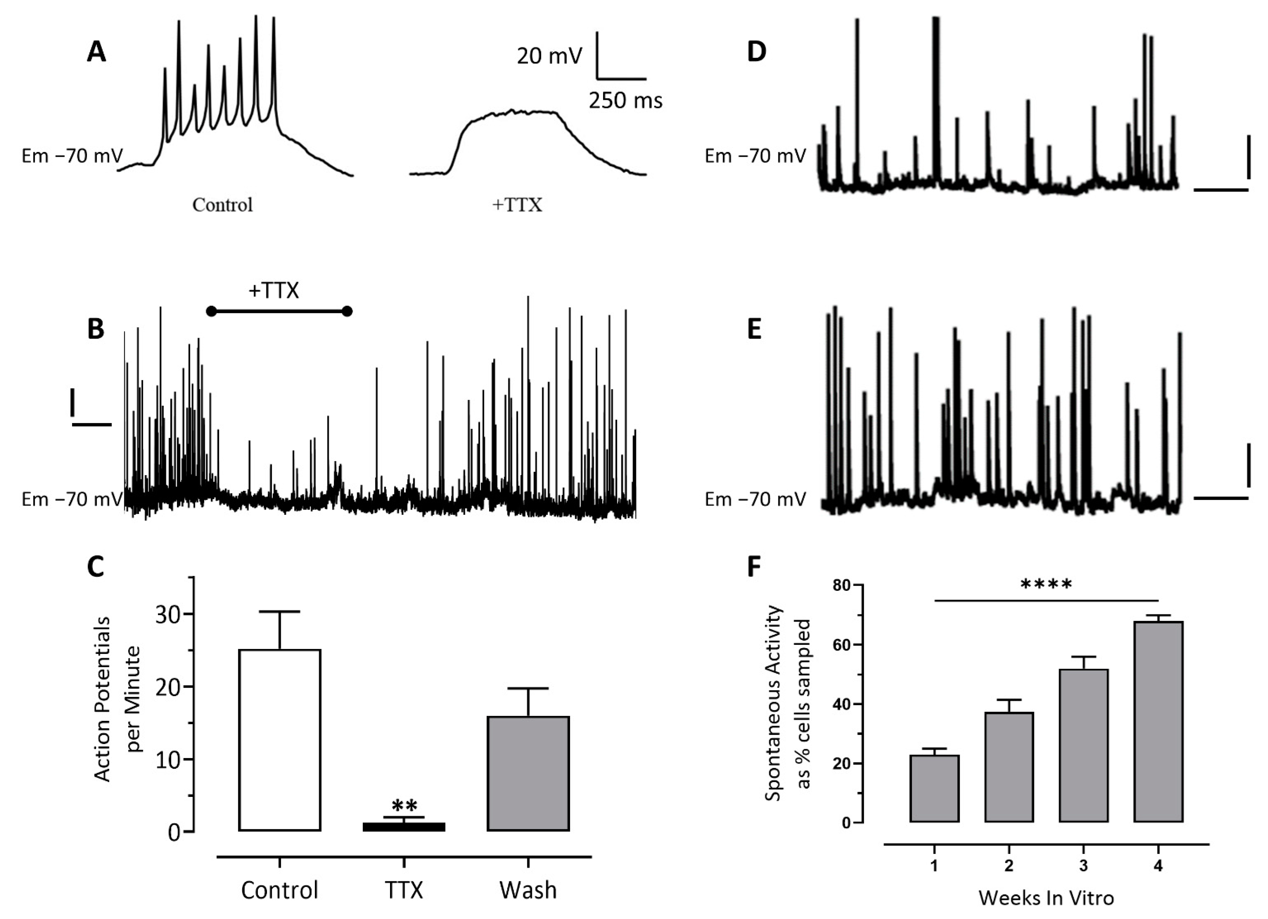 Cells 10 01953 g004 Cells 10 01953 g004