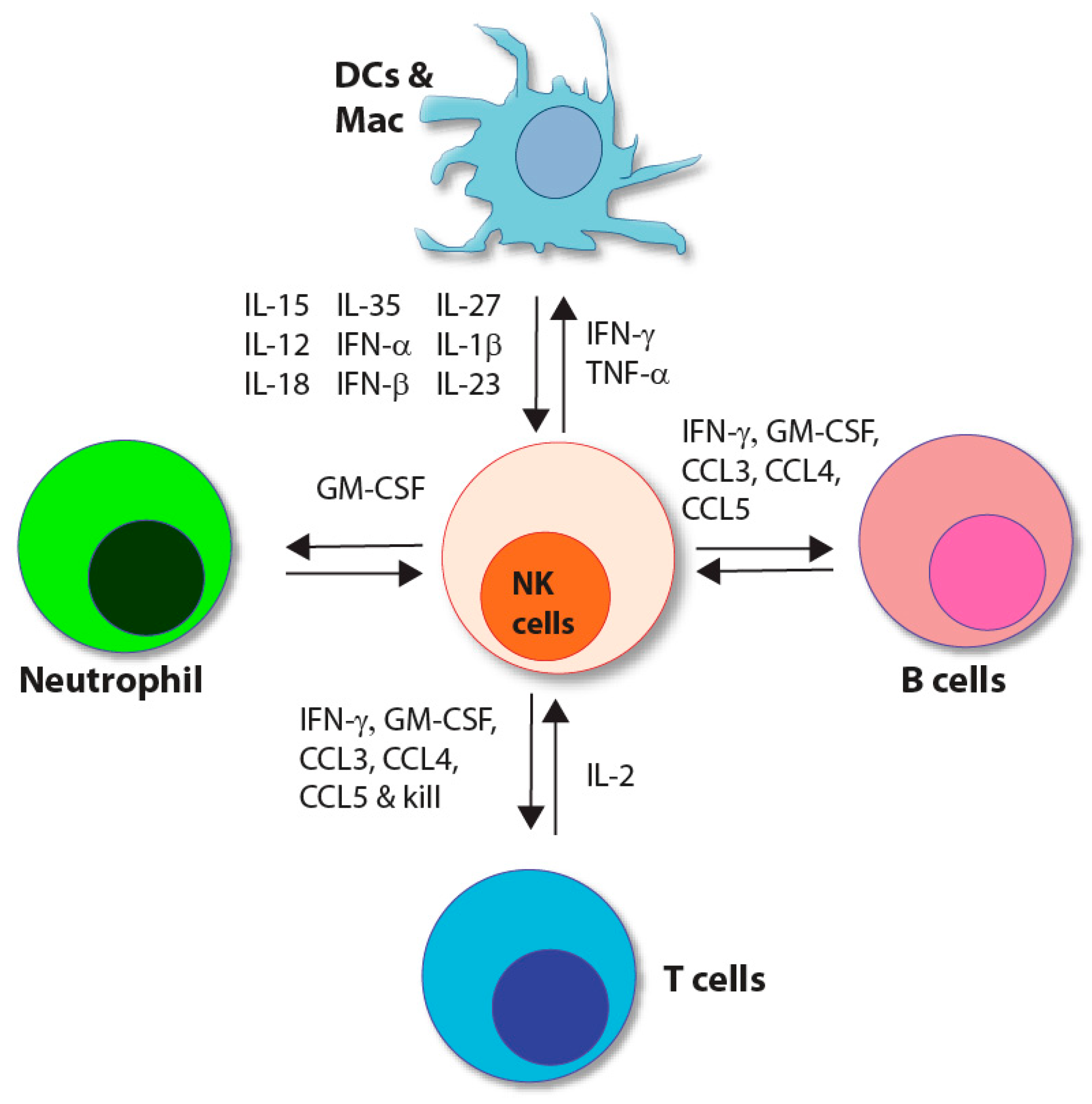 ADCC requires degranulation and LFA-1/ICAM interaction. (A-B