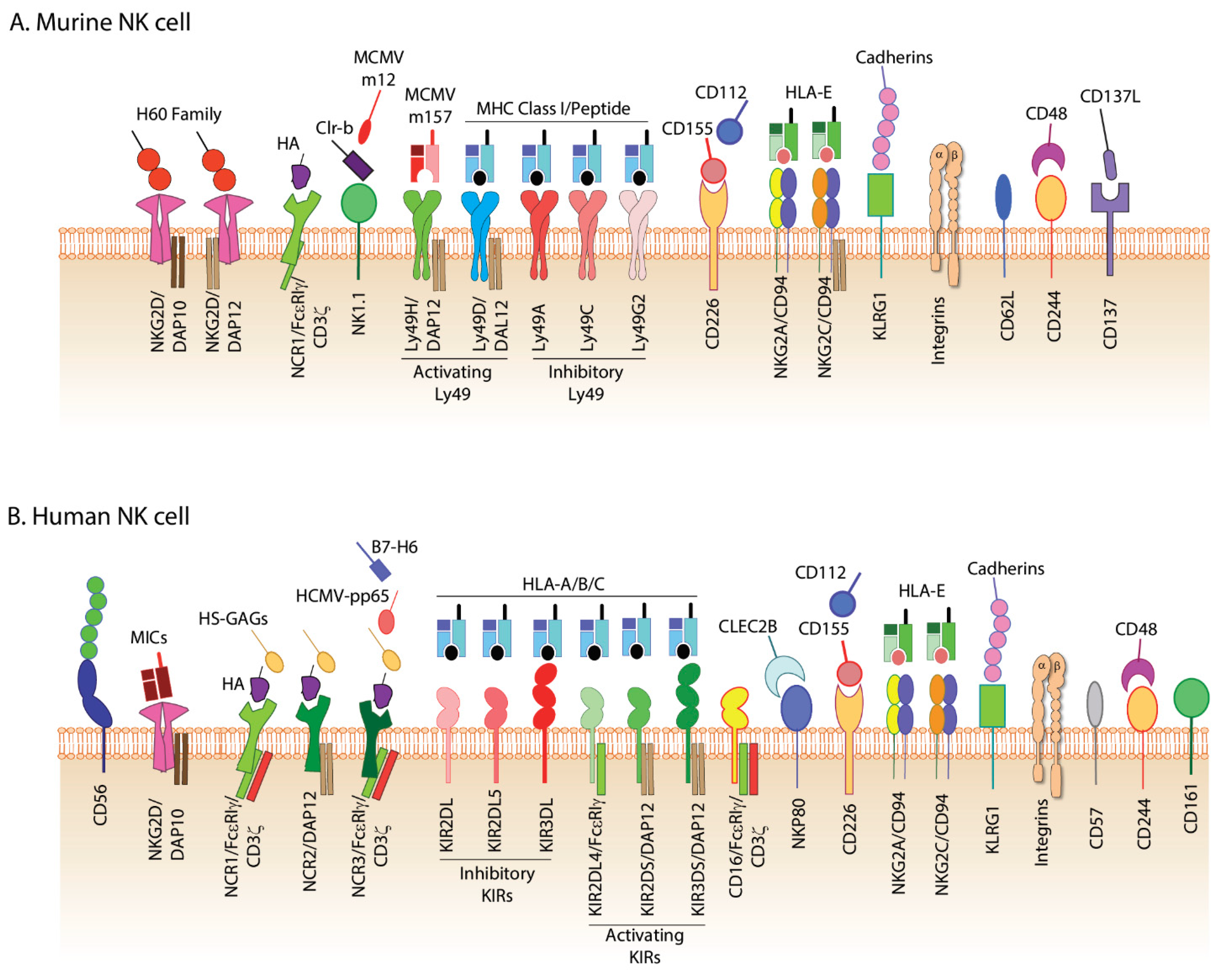 Cells 10 01955 g002 Cells 10 01955 g002