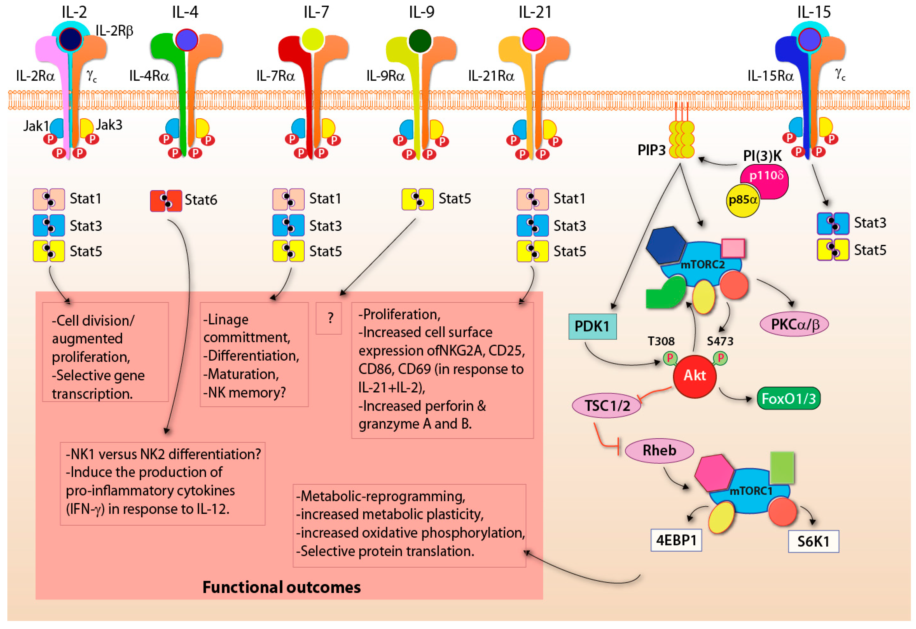 Cells 10 01955 g005 Cells 10 01955 g005