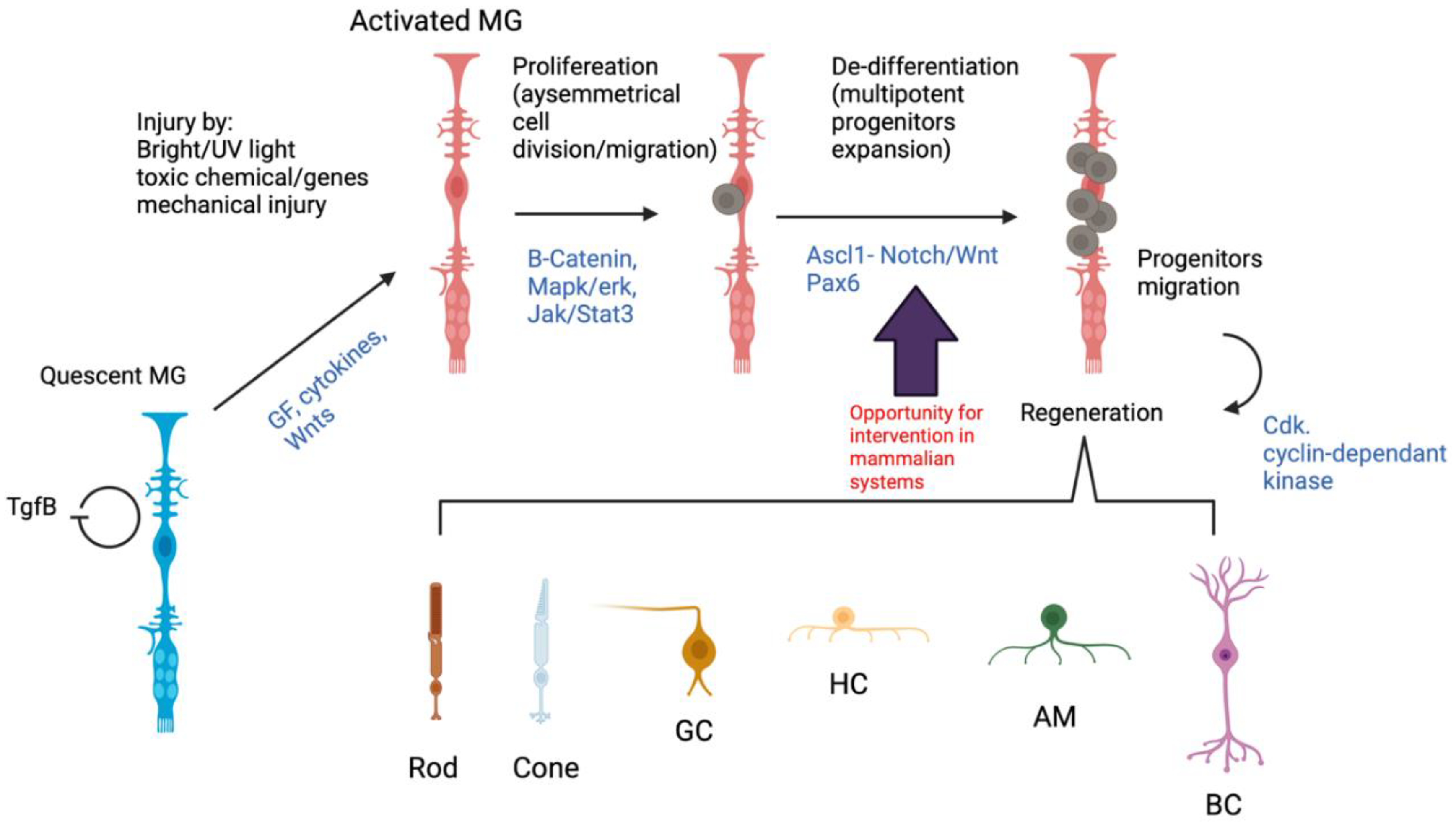 Cells 10 01957 g002 Cells 10 01957 g002
