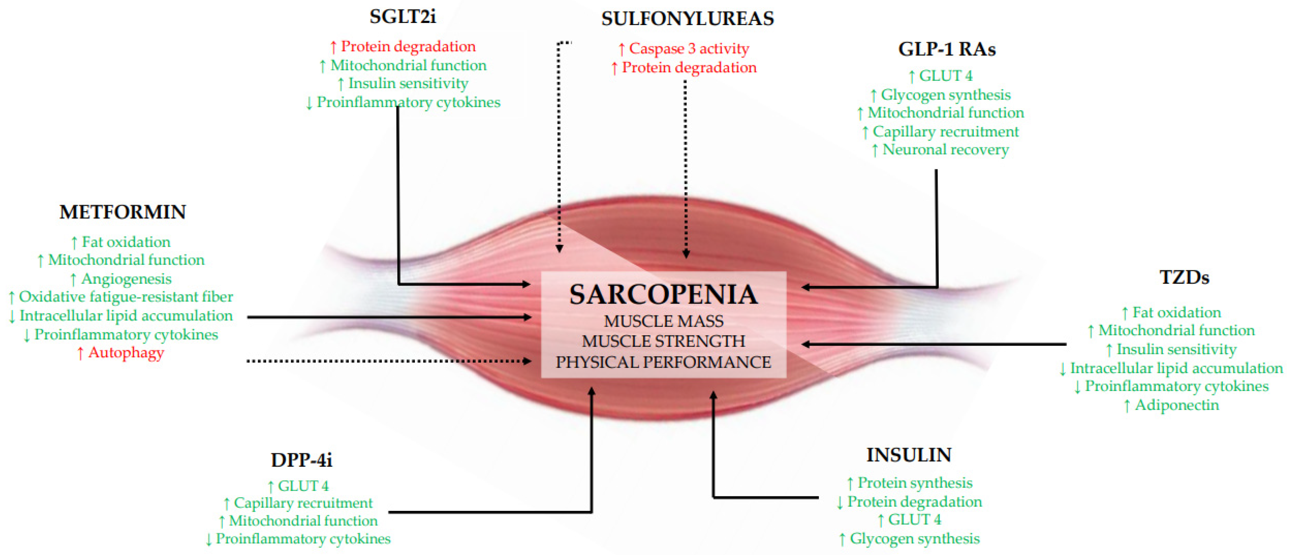 Cells 10 01958 g001 550