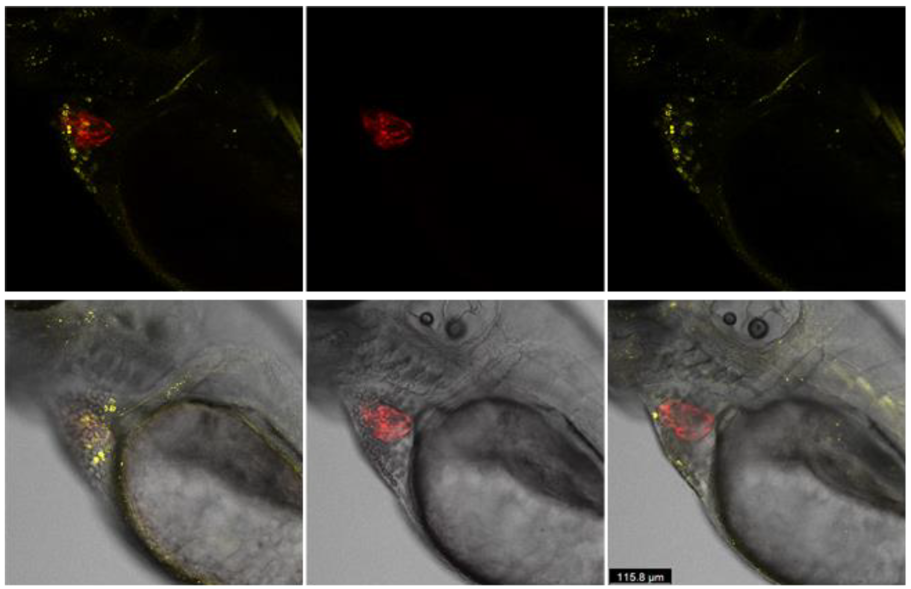 Cells 10 01963 g002 550