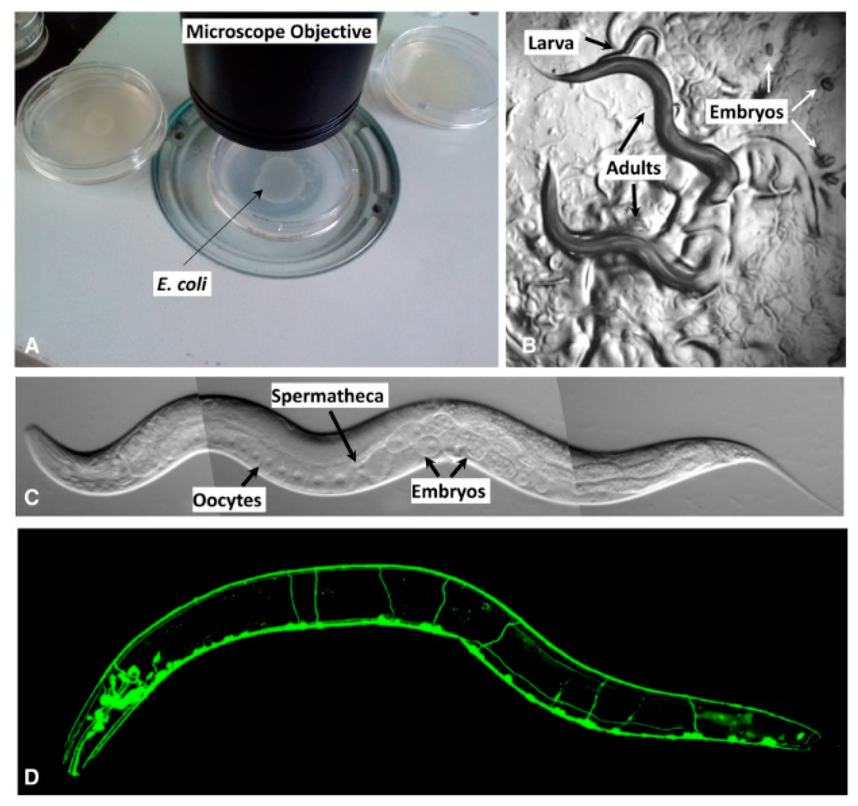 Cells 10 01966 g001 Cells 10 01966 g001