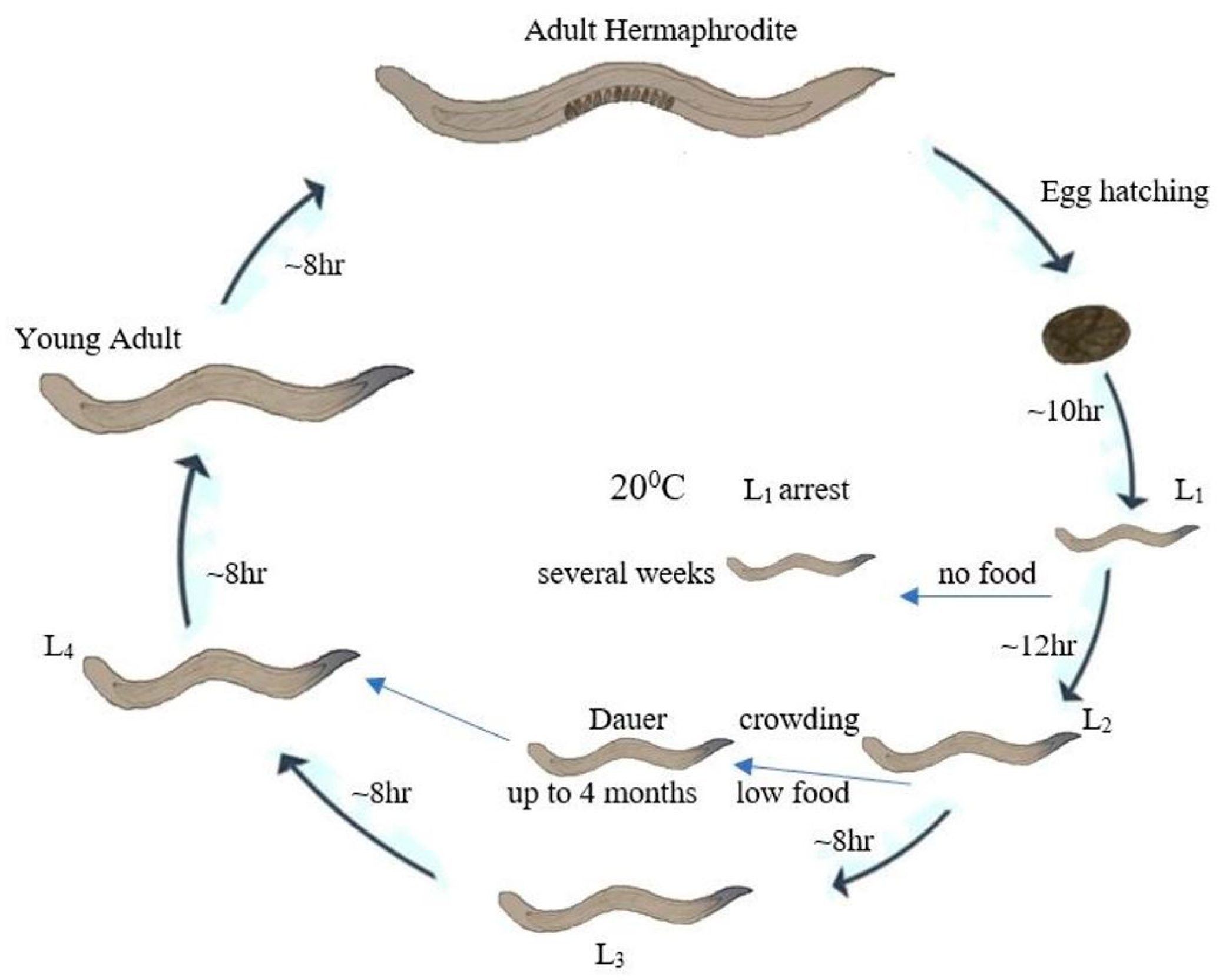 Cells 10 01966 g002 Cells 10 01966 g002
