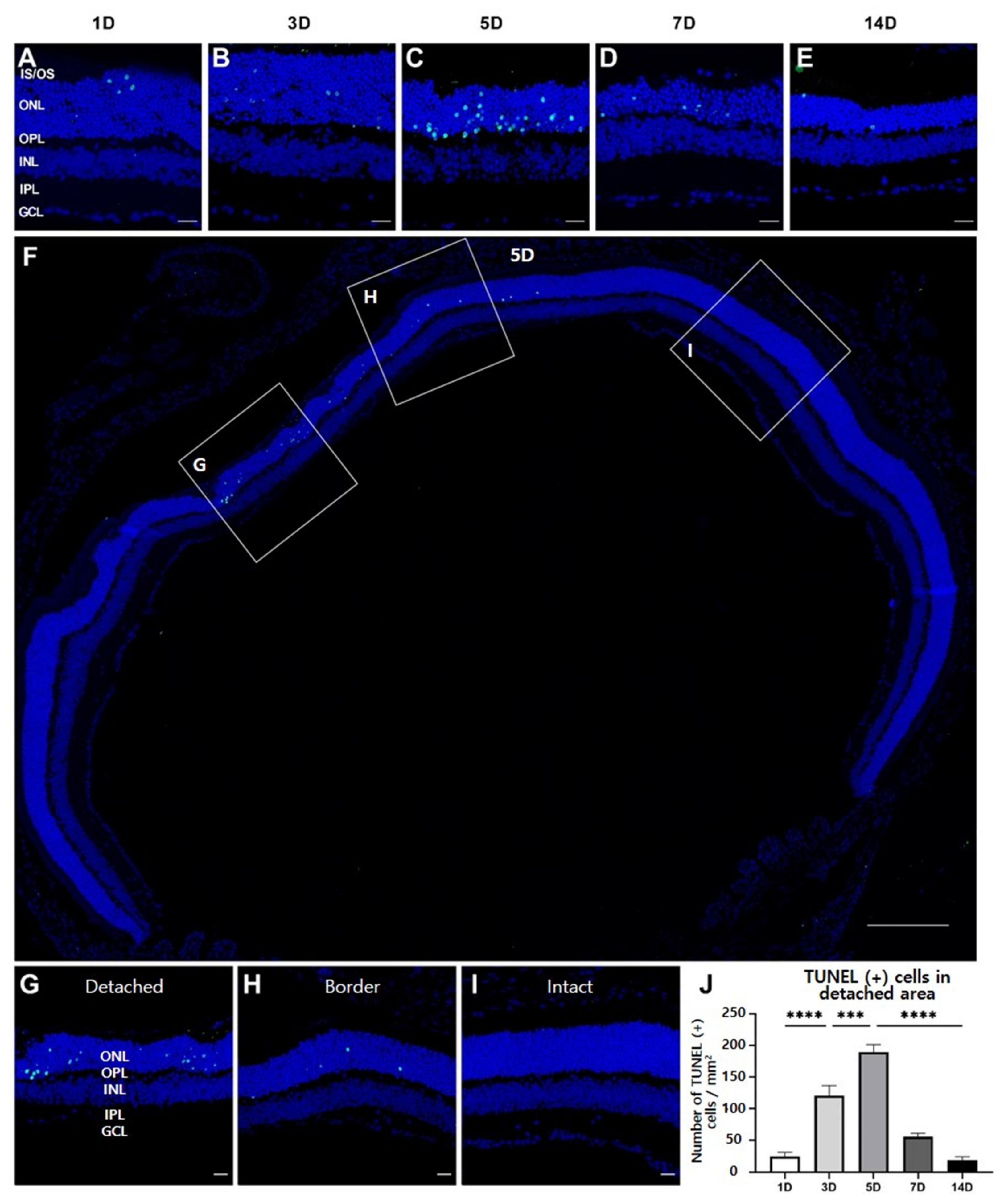 Cells 10 01972 g002 550