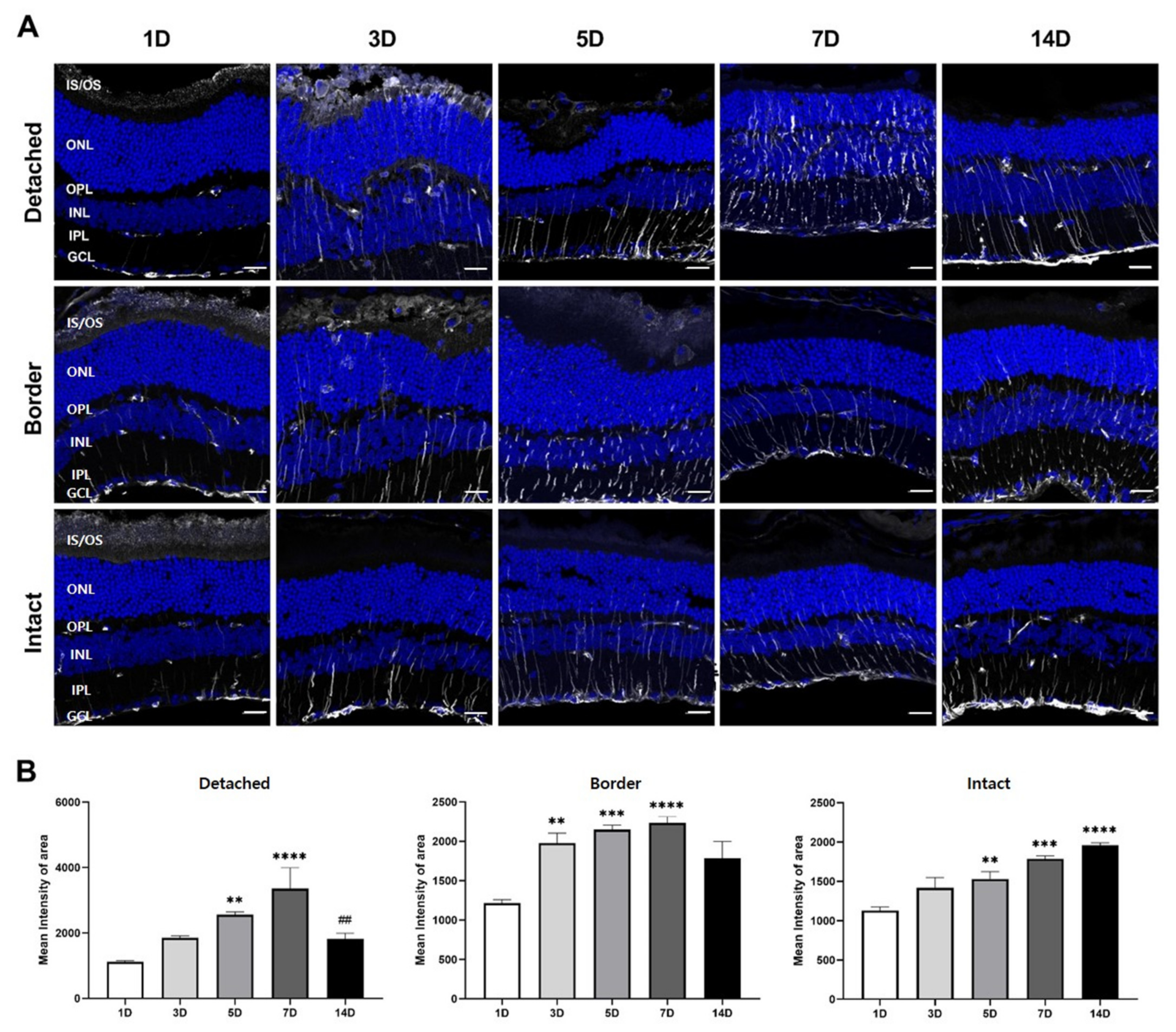 Cells 10 01972 g003 550