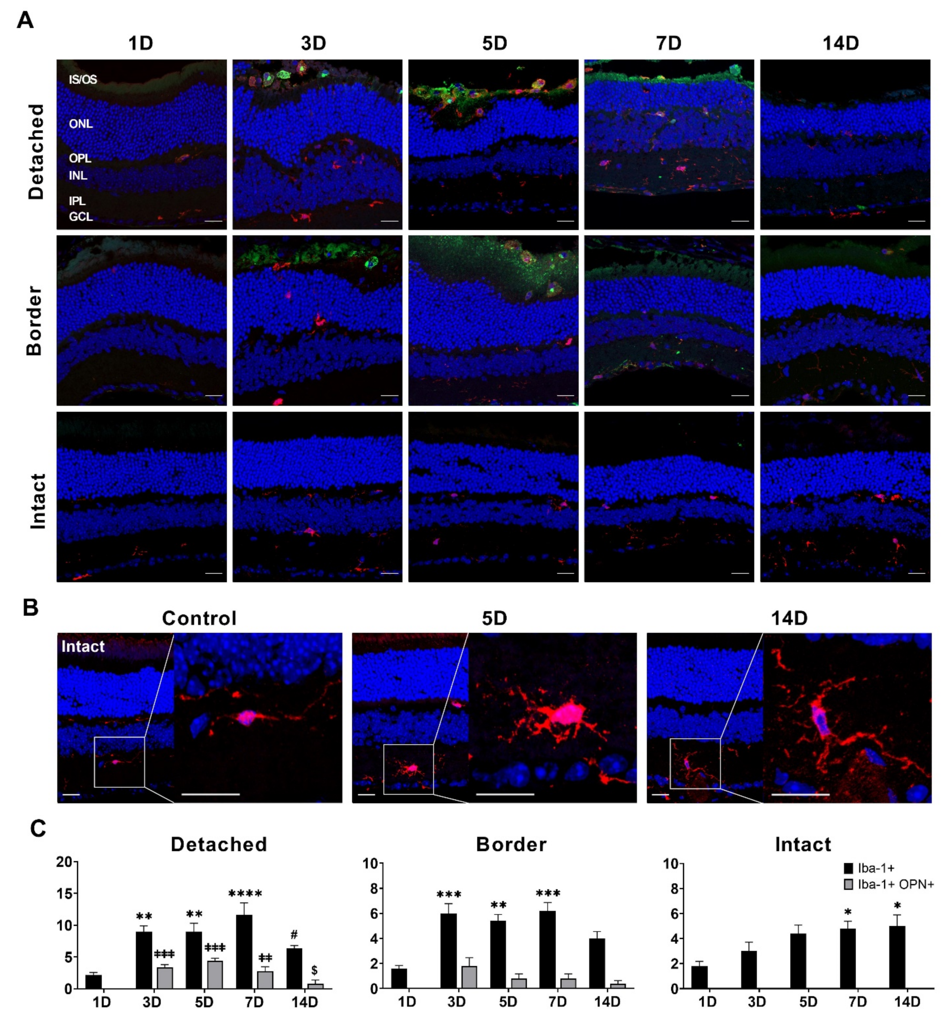 Cells 10 01972 g004 550