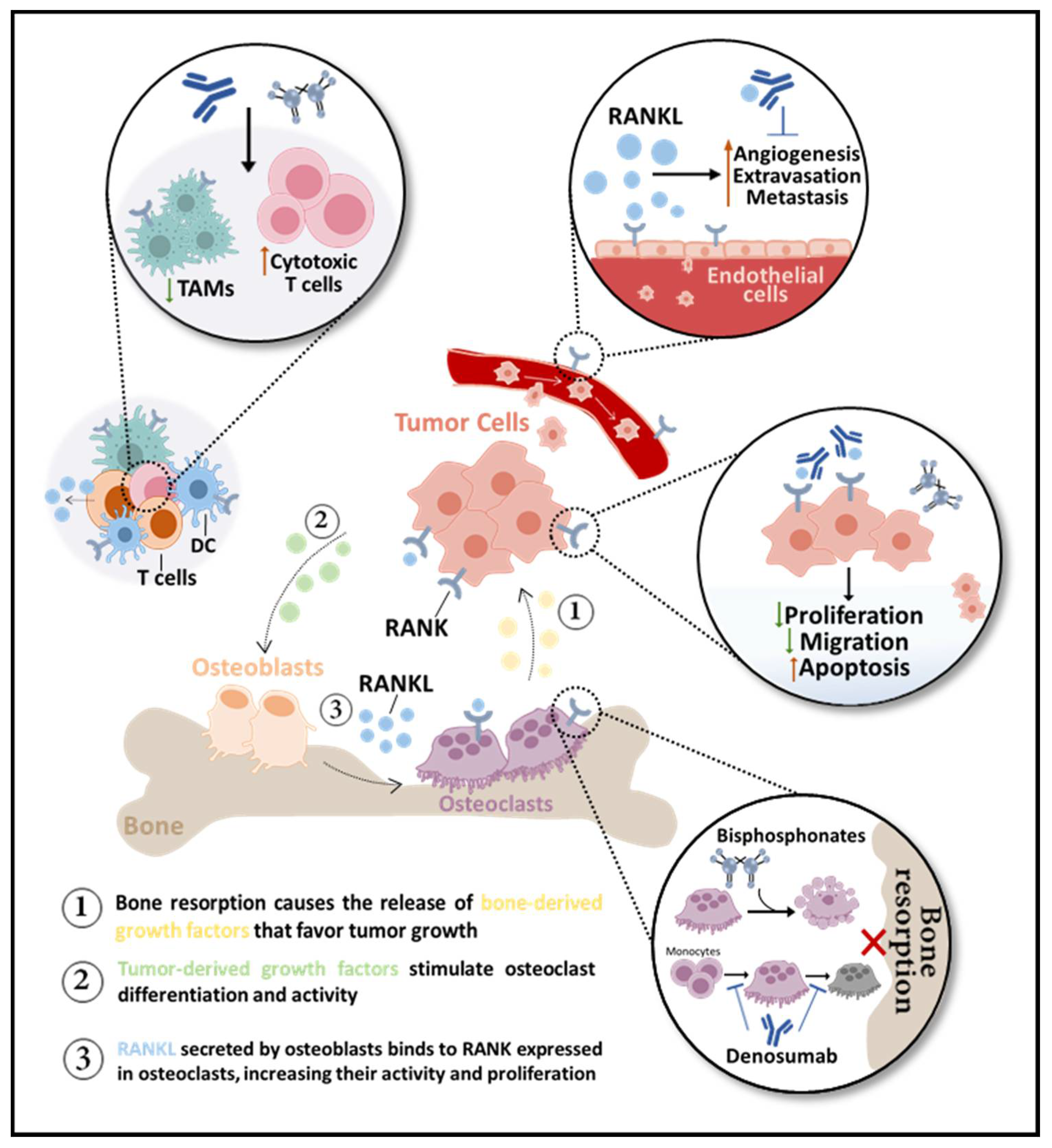 Cells 10 01978 g002 Cells 10 01978 g002