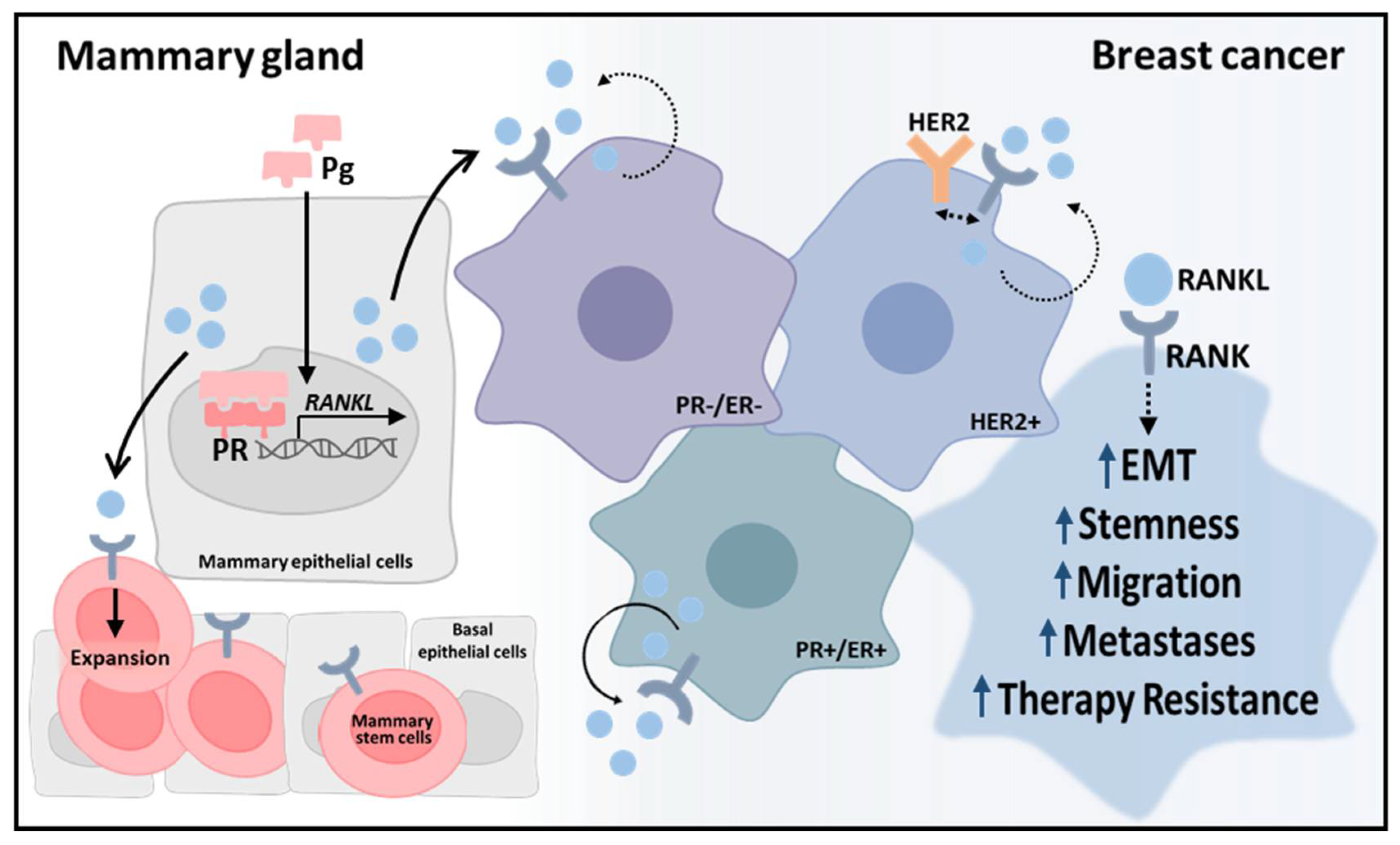Cells 10 01978 g003 Cells 10 01978 g003