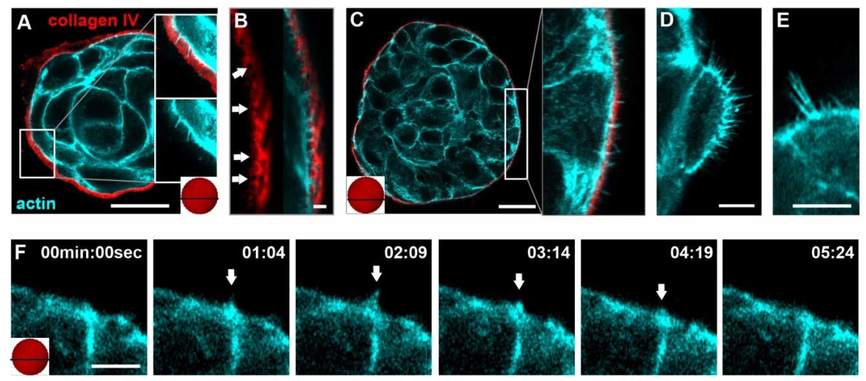 Cells 10 01979 g001 Cells 10 01979 g001