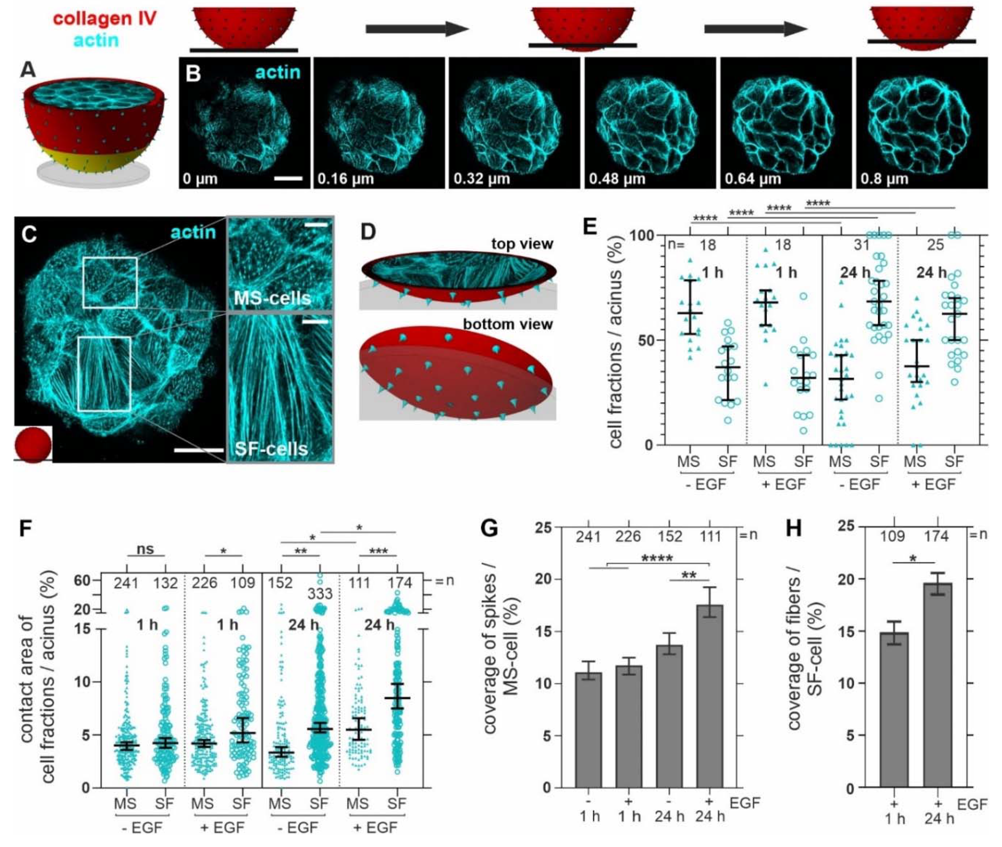 Cells 10 01979 g004 Cells 10 01979 g004
