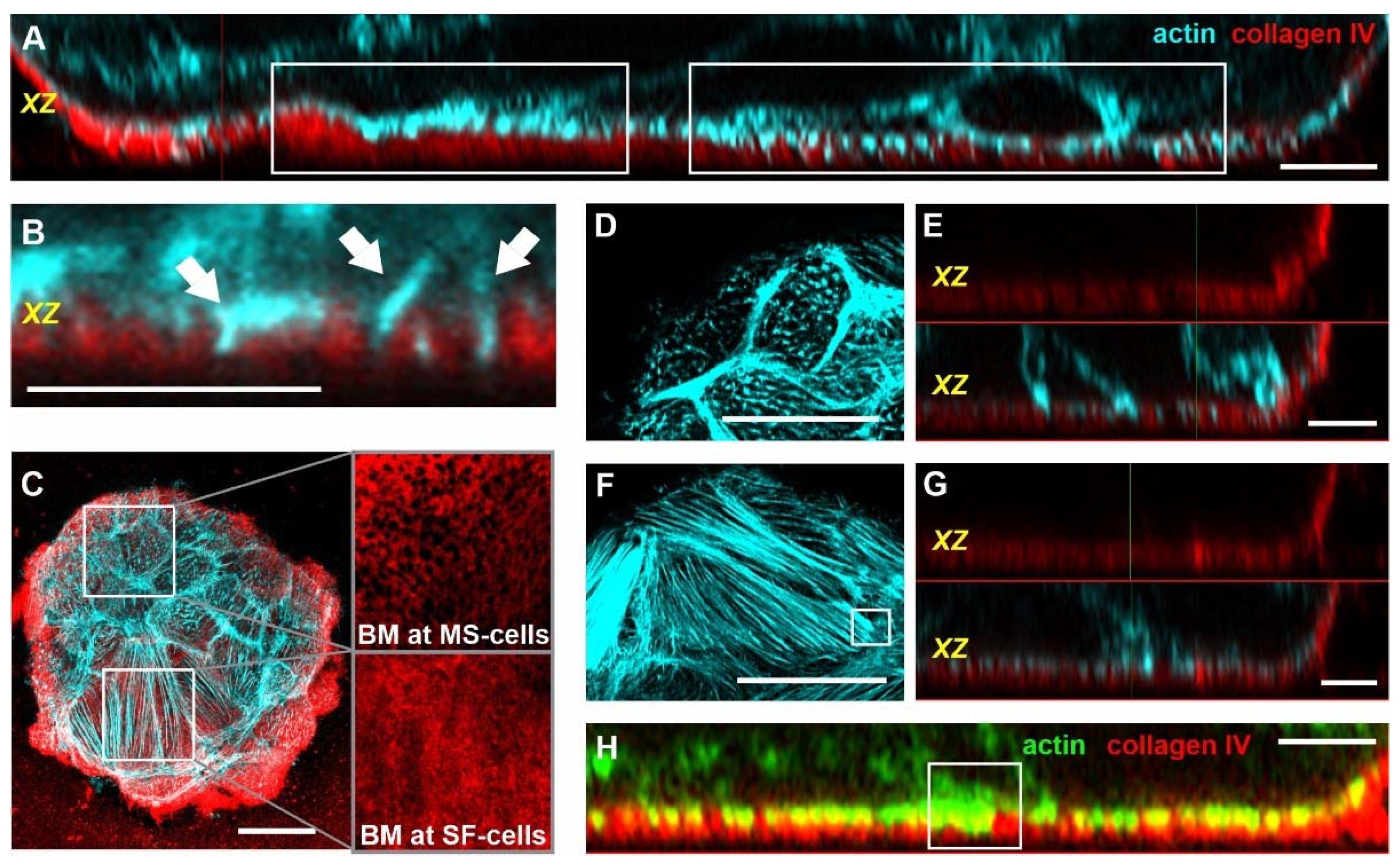 Cells 10 01979 g005 Cells 10 01979 g005