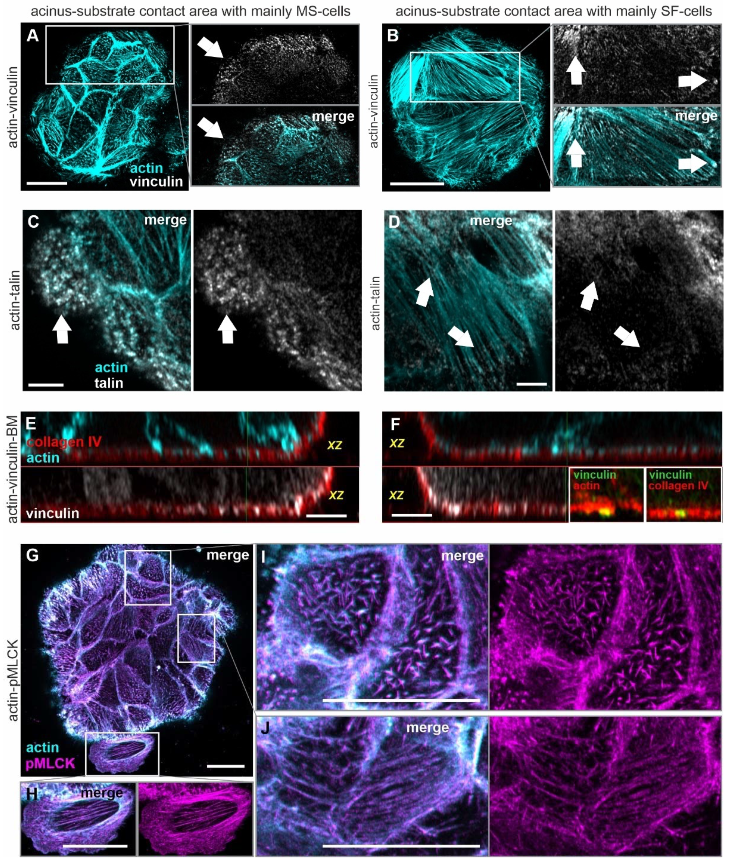 Cells 10 01979 g006 Cells 10 01979 g006