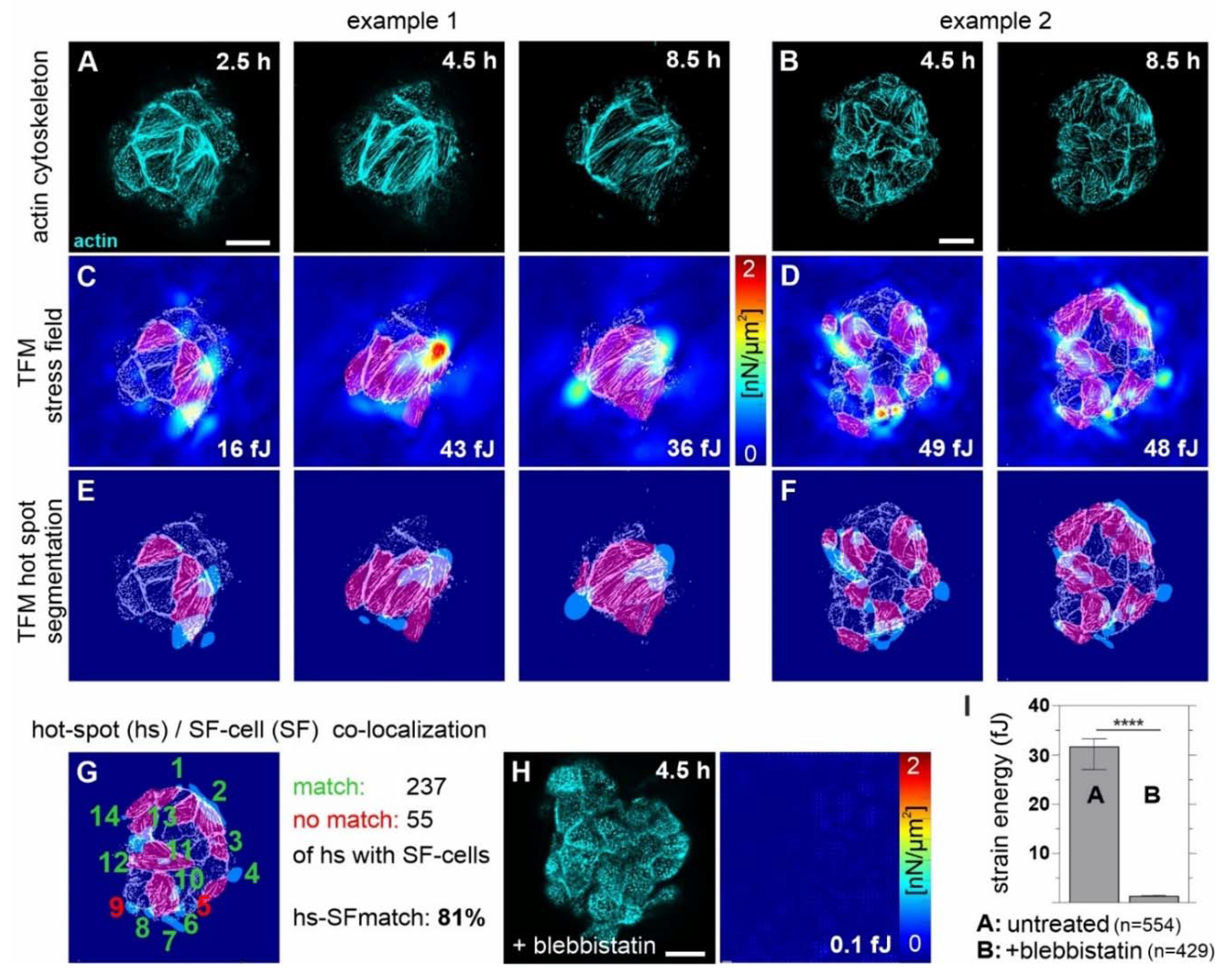 Cells 10 01979 g007 Cells 10 01979 g007