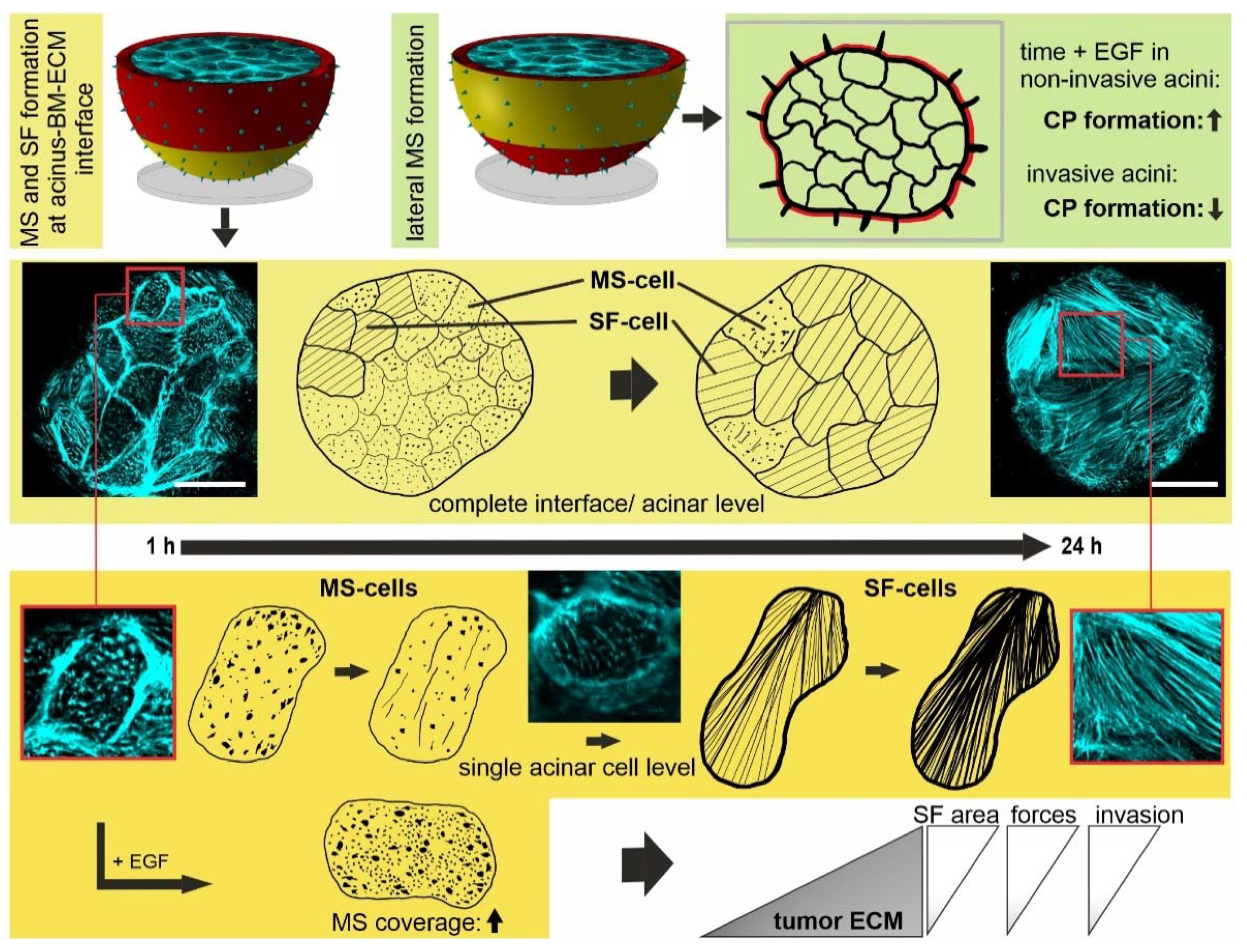 Cells 10 01979 g008 Cells 10 01979 g008