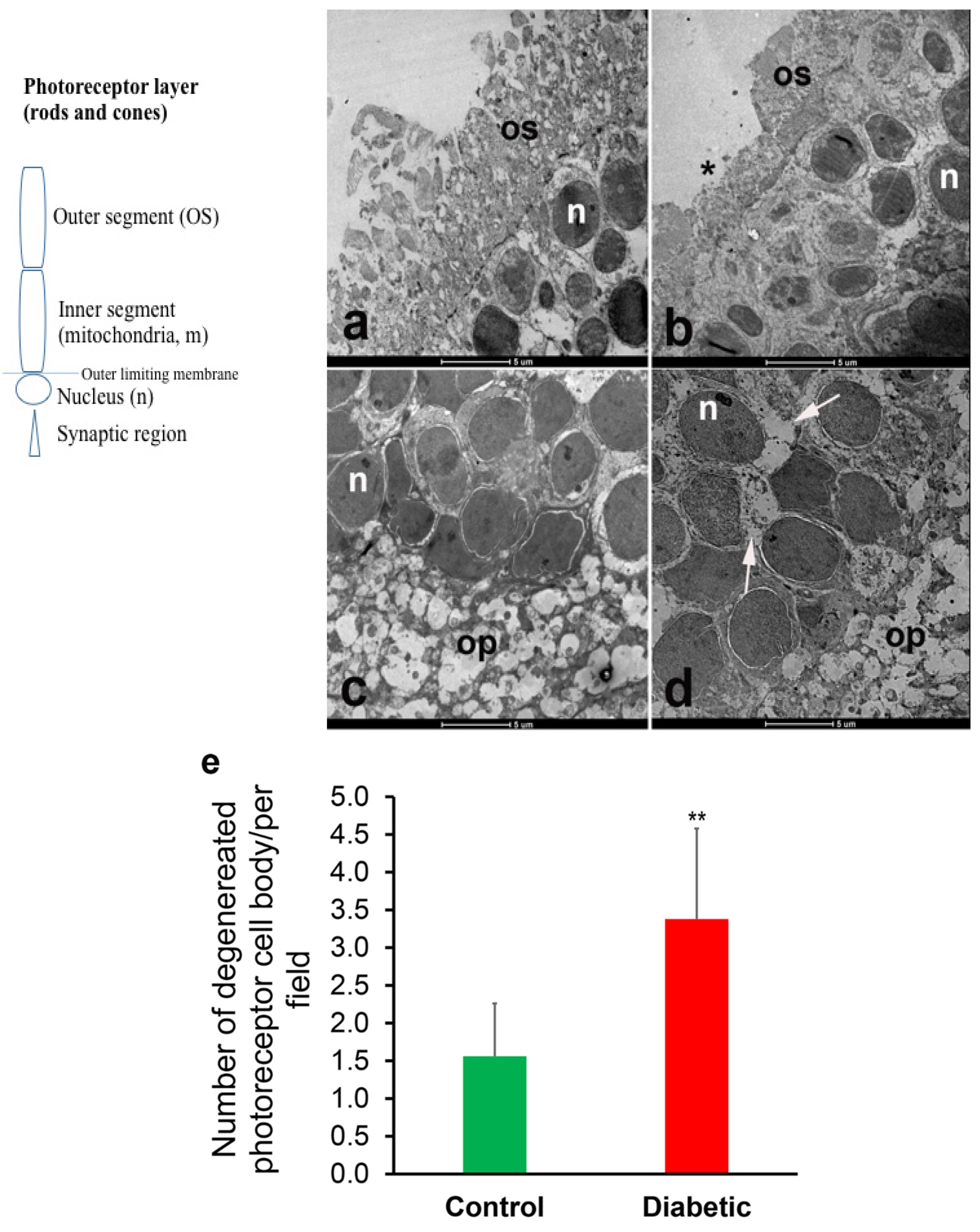 Cells 10 01981 g001 550