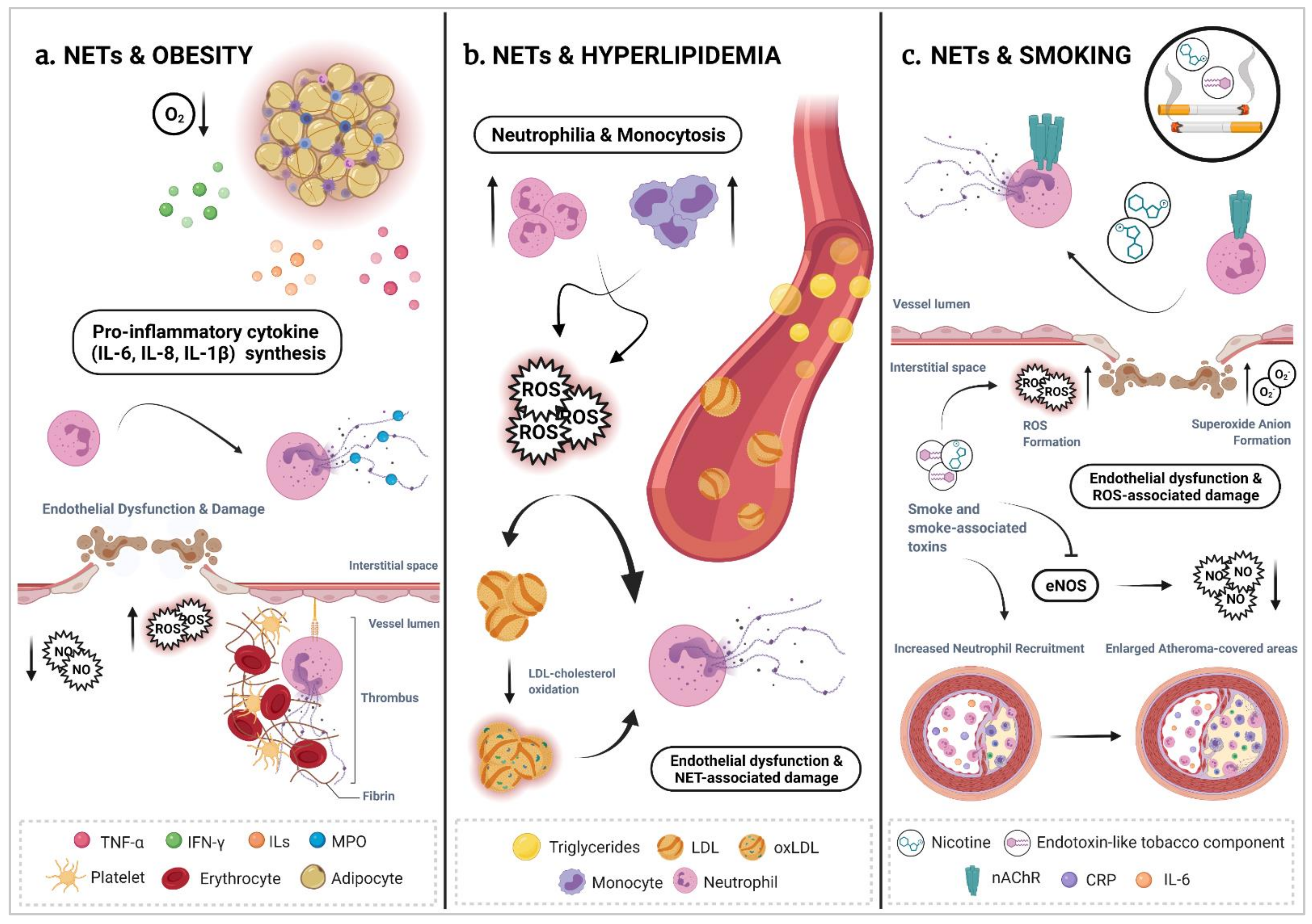 Cells 10 01985 g002 Cells 10 01985 g002