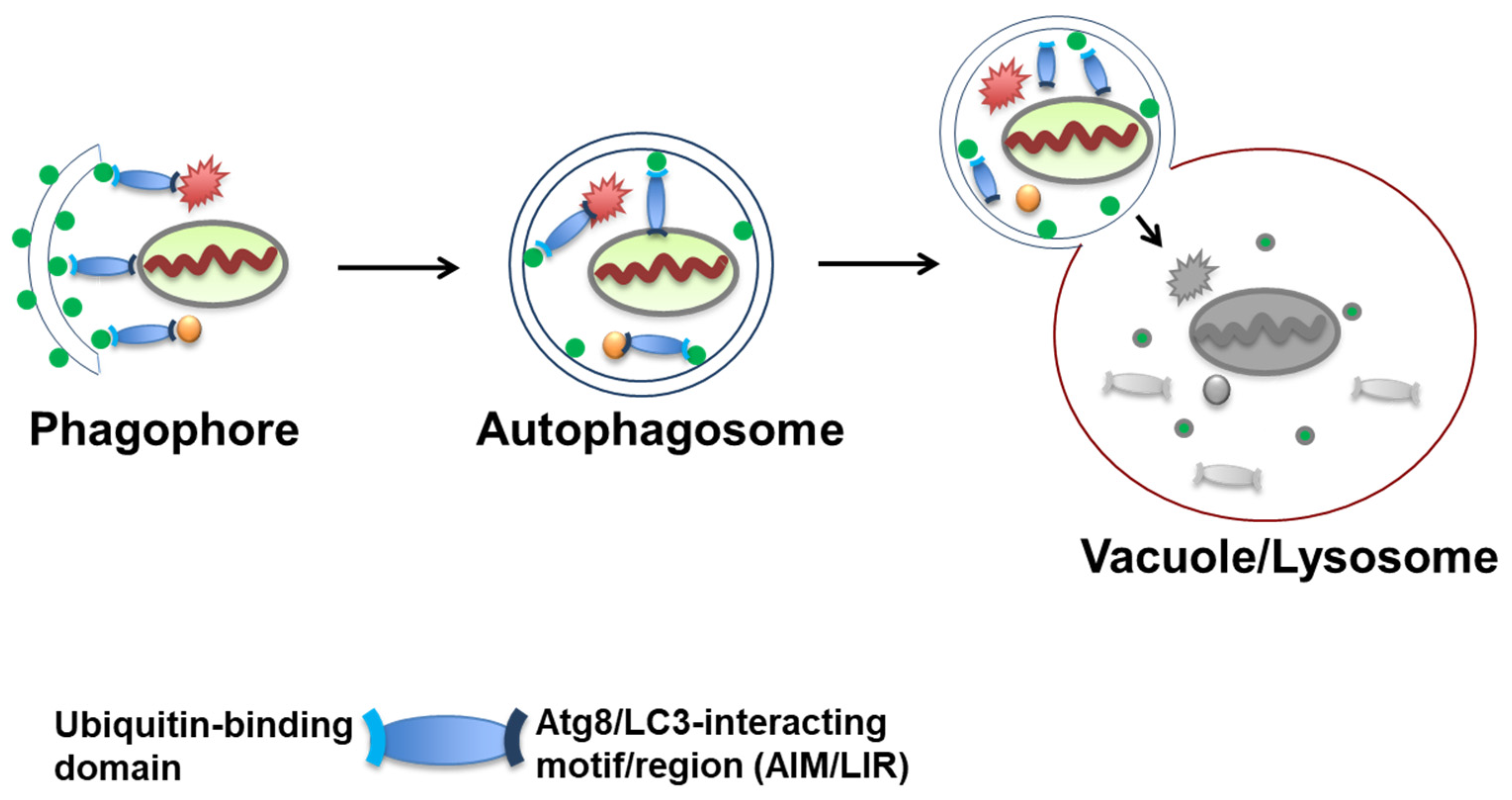 Cells 10 01989 g001 550