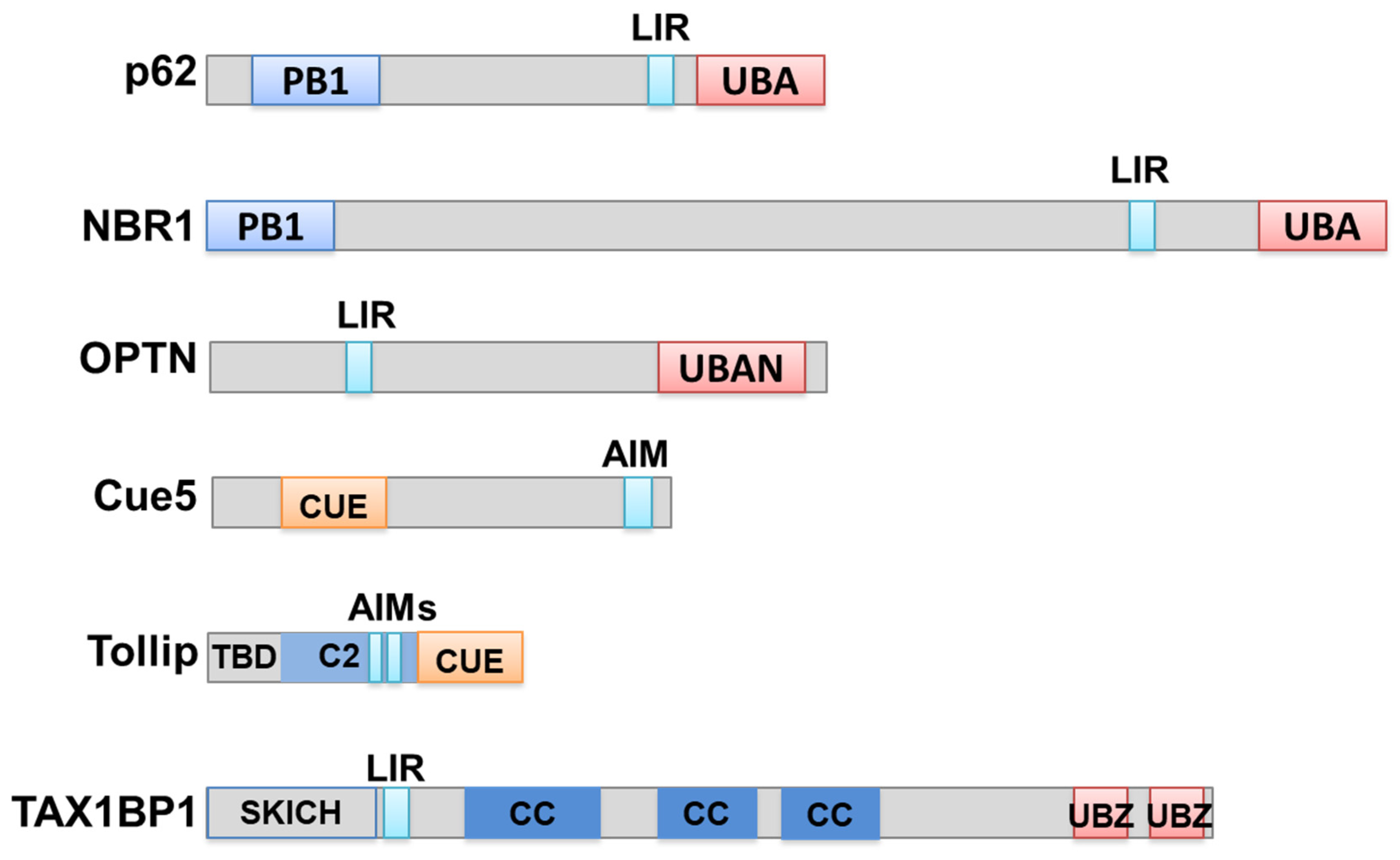 Cells 10 01989 g002 550
