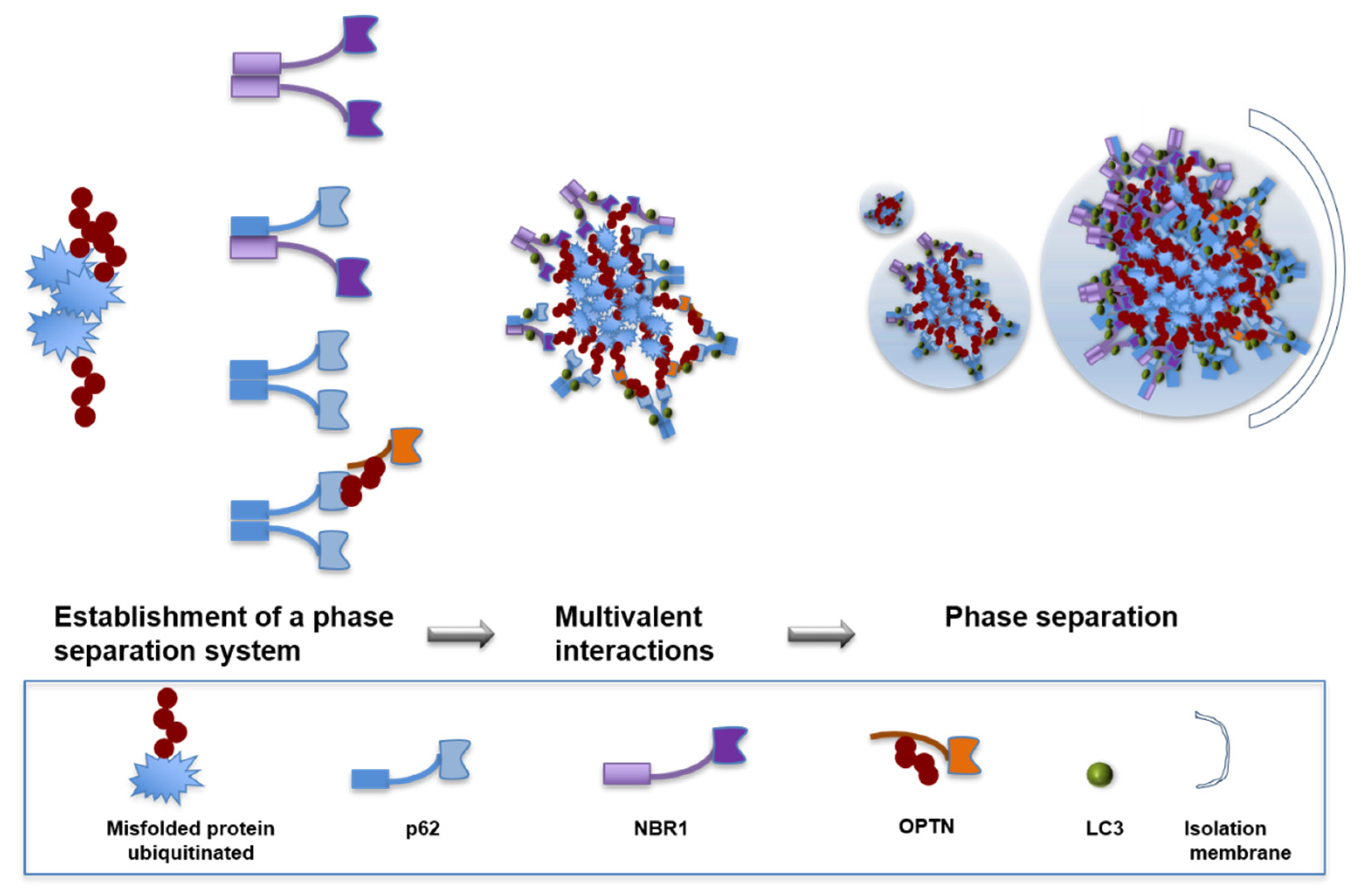 Cells 10 01989 g005 550