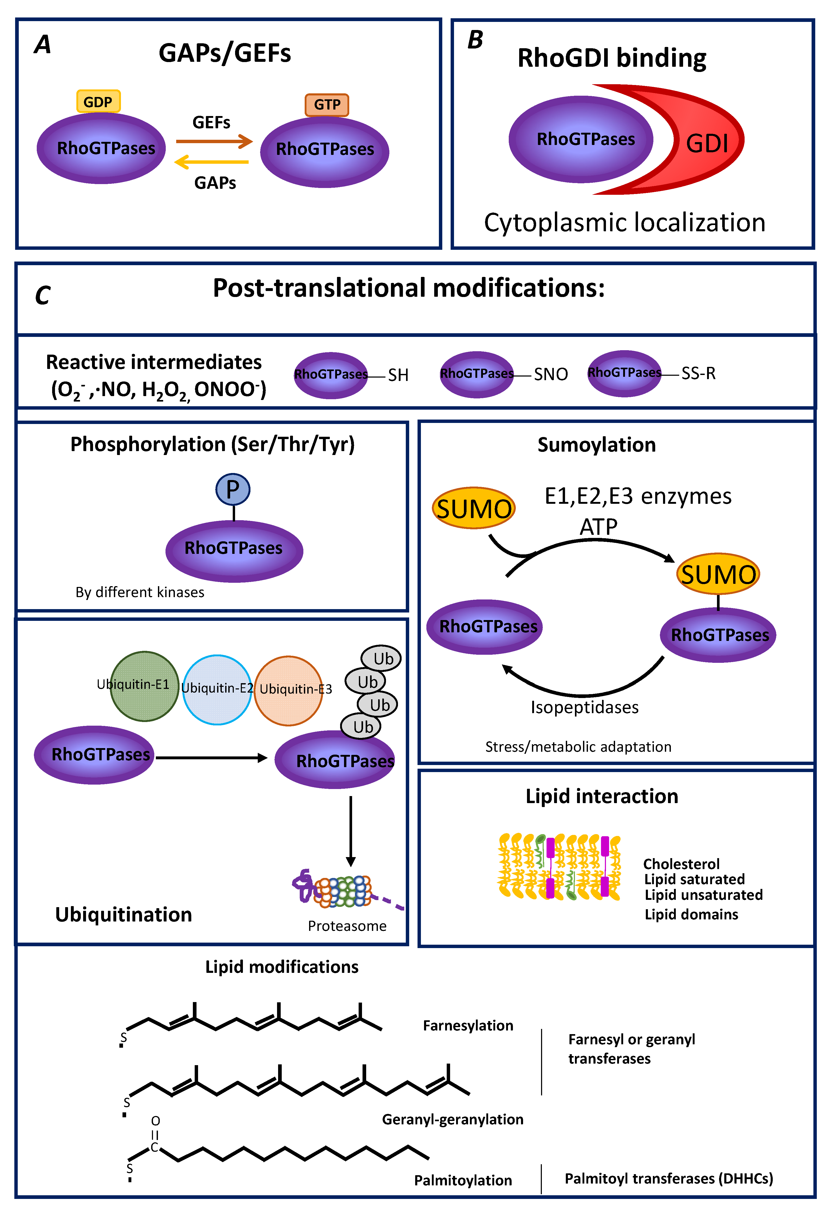 Cells 10 01990 g001 Cells 10 01990 g001