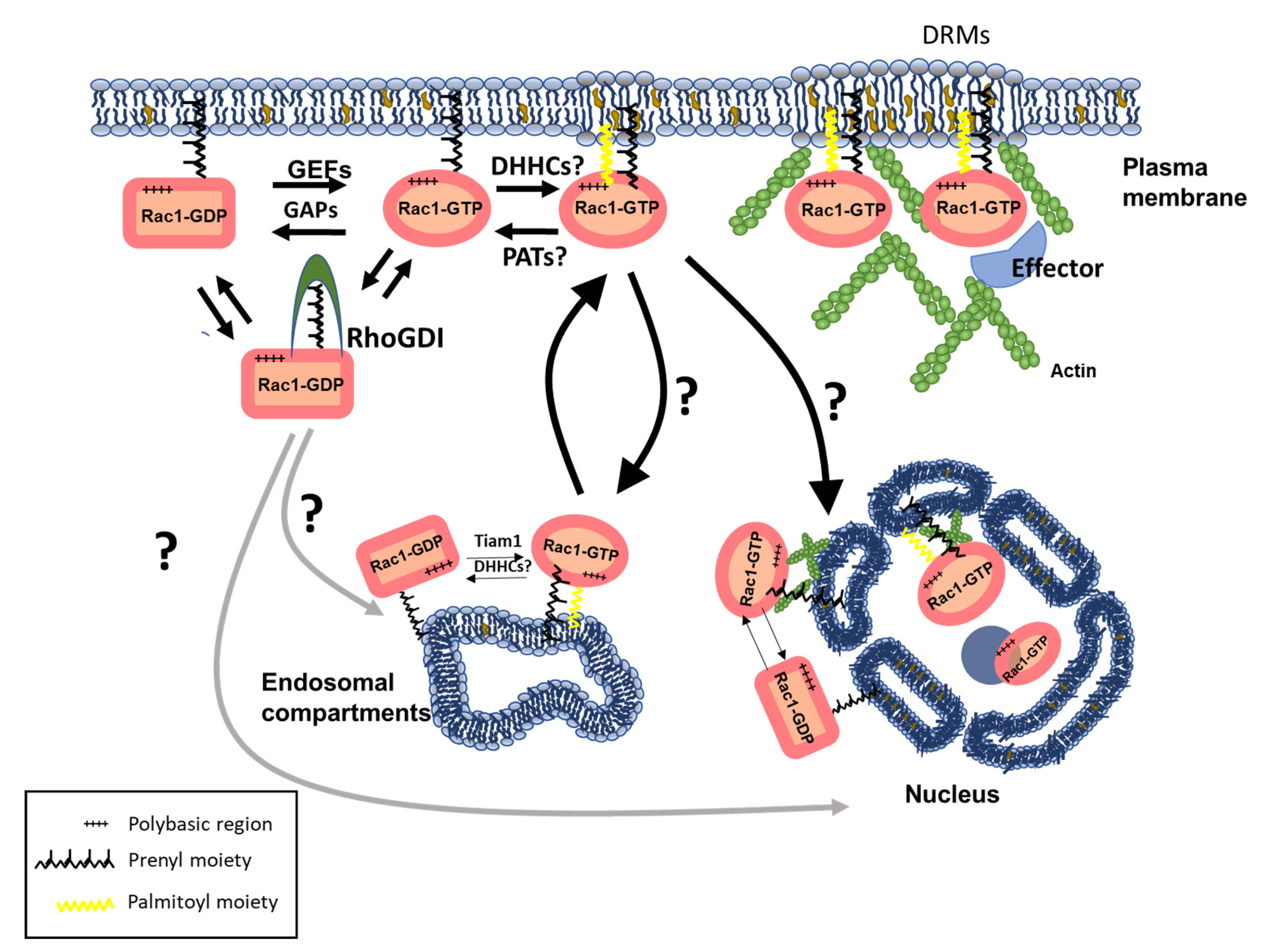Cells 10 01990 g002 Cells 10 01990 g002