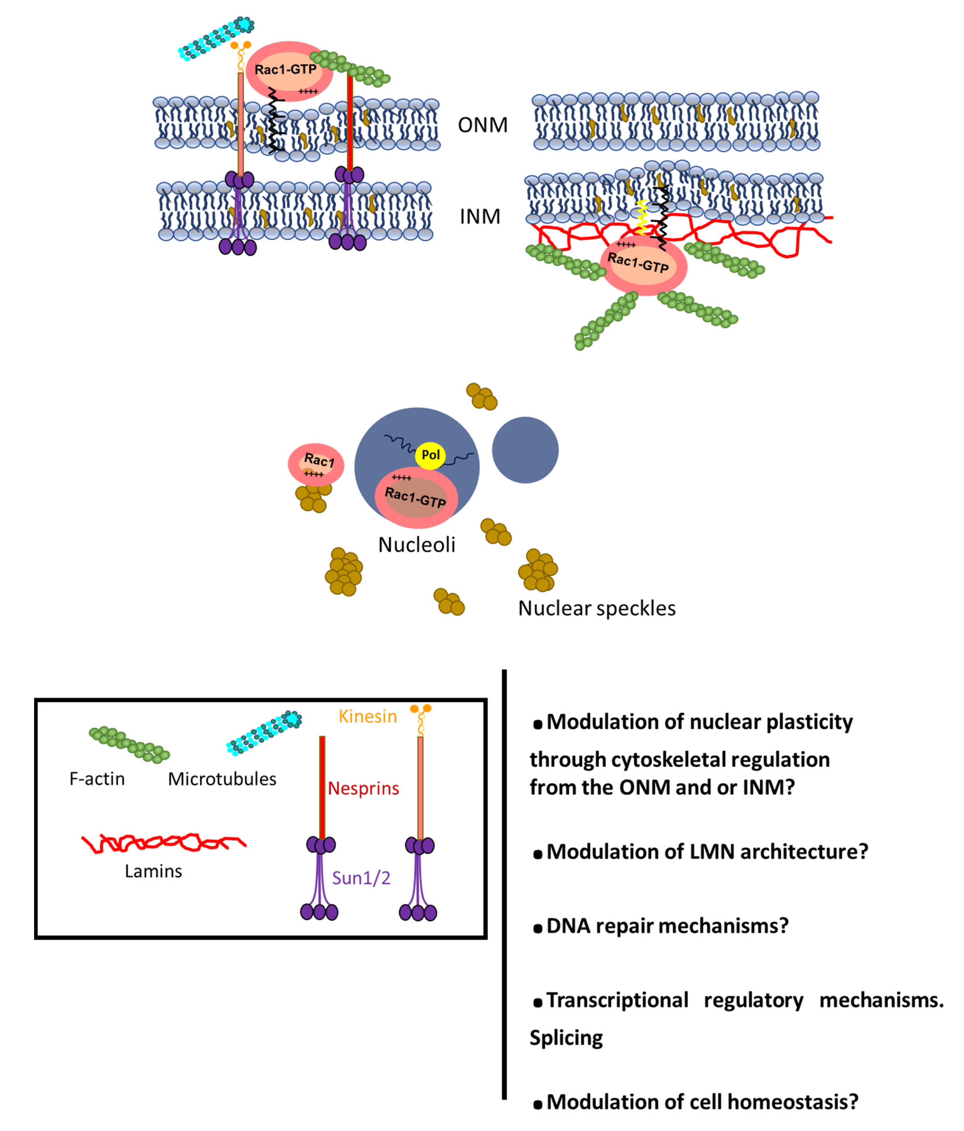 Cells 10 01990 g003 Cells 10 01990 g003