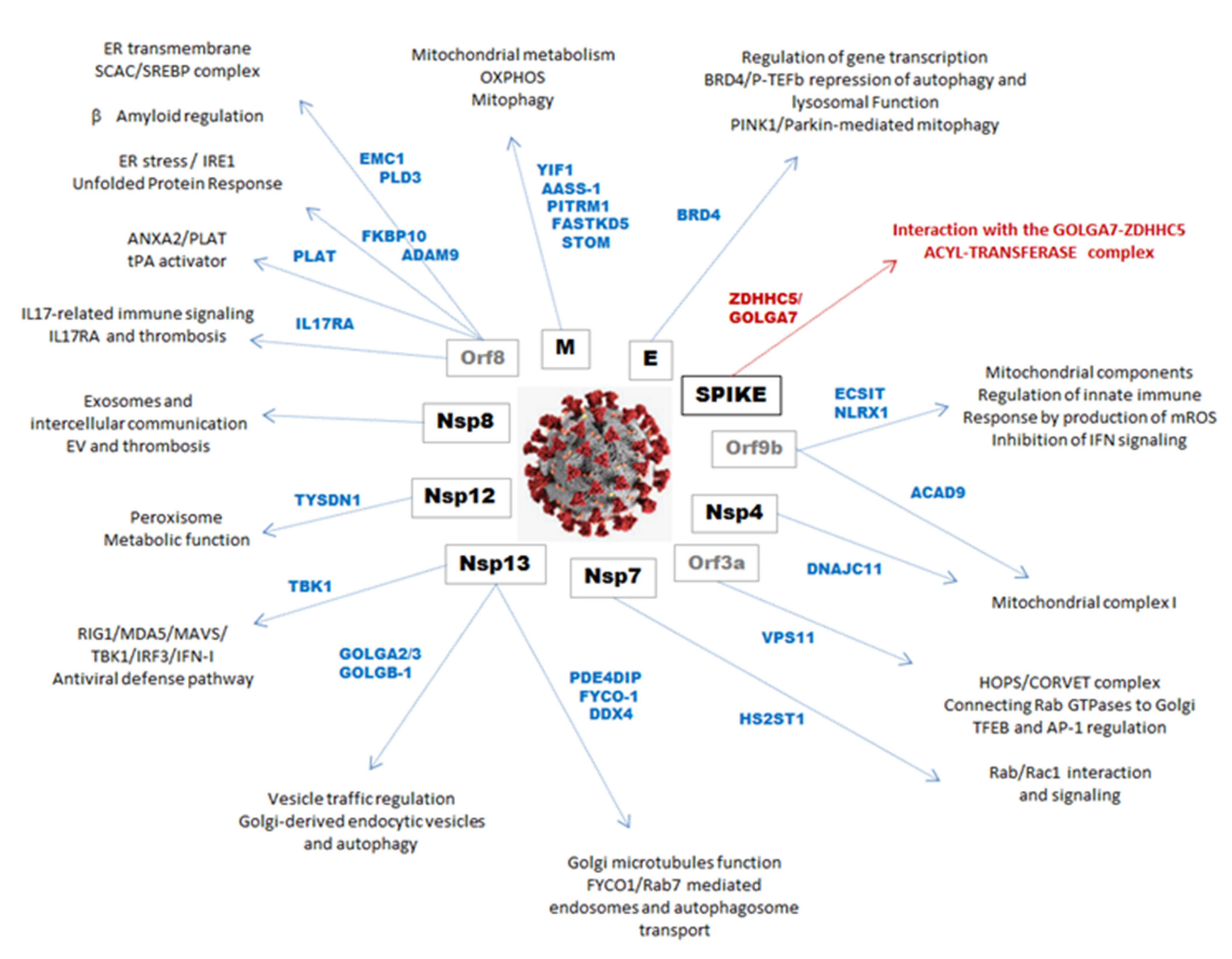 Cells 10 01995 g005 Cells 10 01995 g005