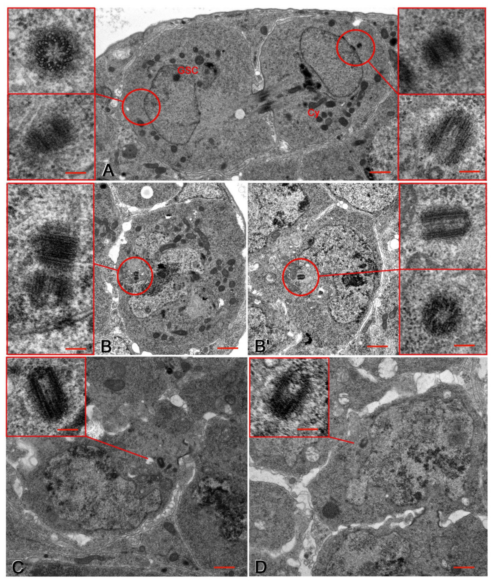Cells 10 01997 g002 Cells 10 01997 g002