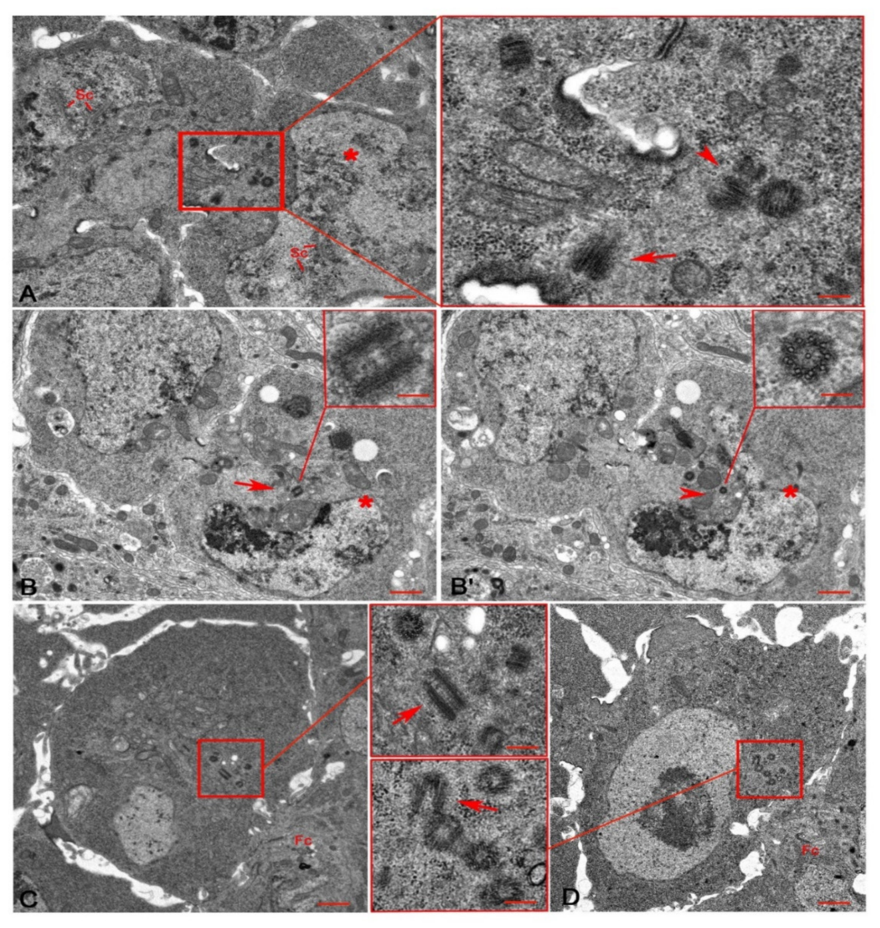 Cells 10 01997 g003 Cells 10 01997 g003