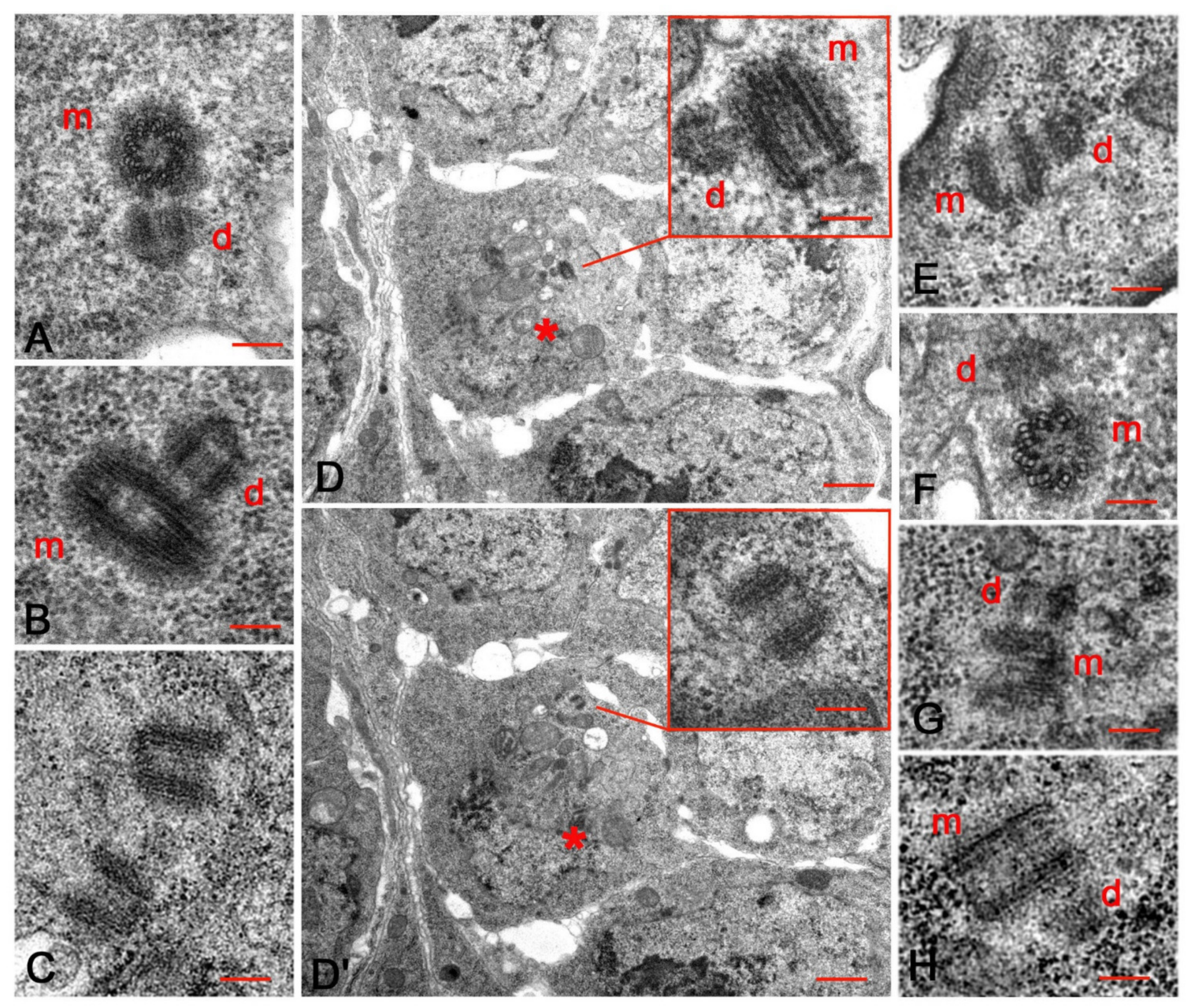 Cells 10 01997 g004 Cells 10 01997 g004