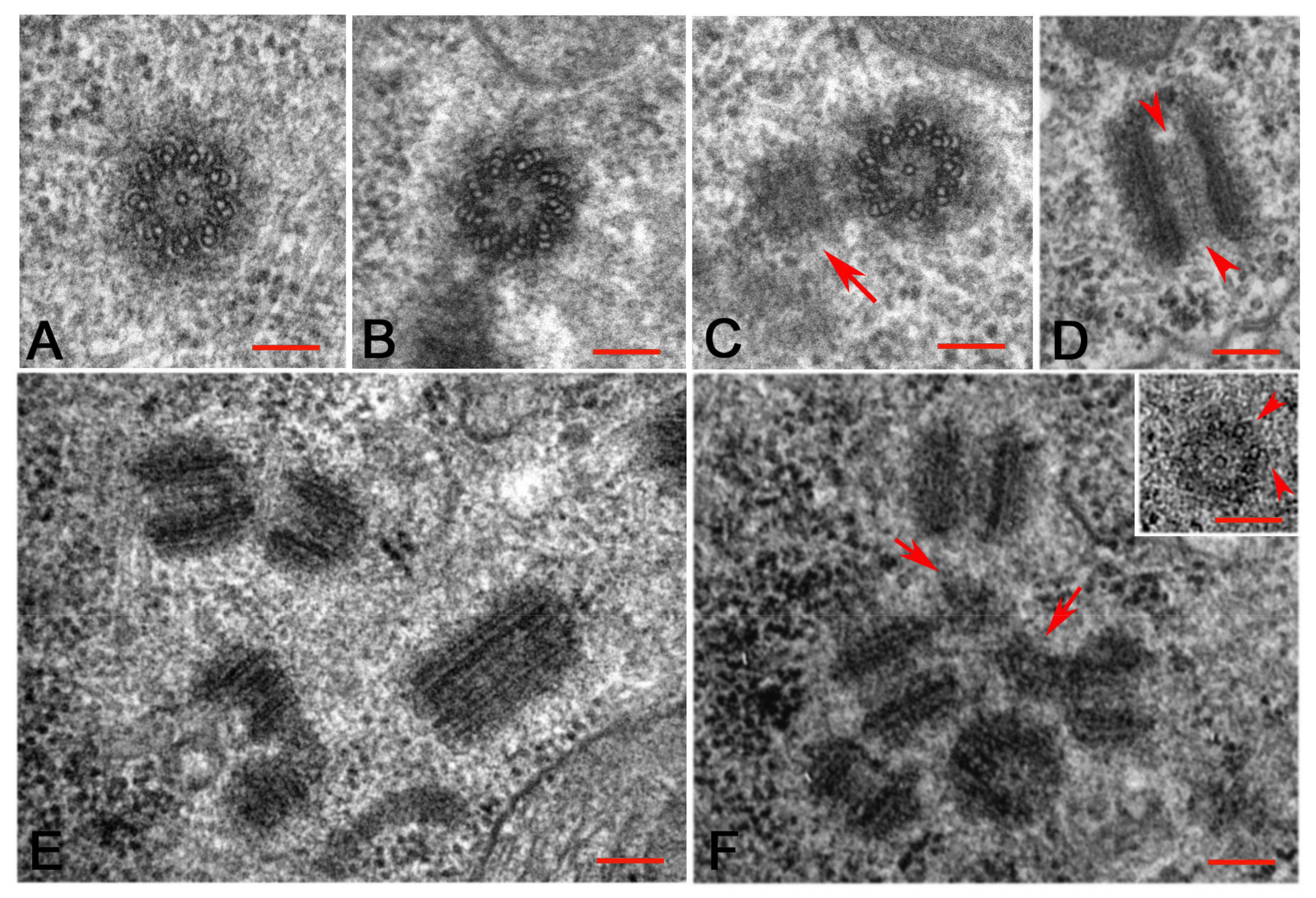Cells 10 01997 g005 Cells 10 01997 g005