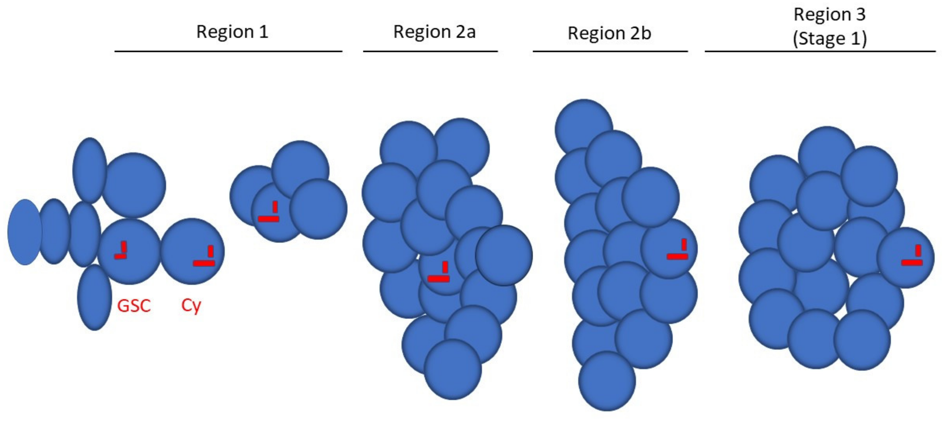 Cells 10 01997 g006 Cells 10 01997 g006