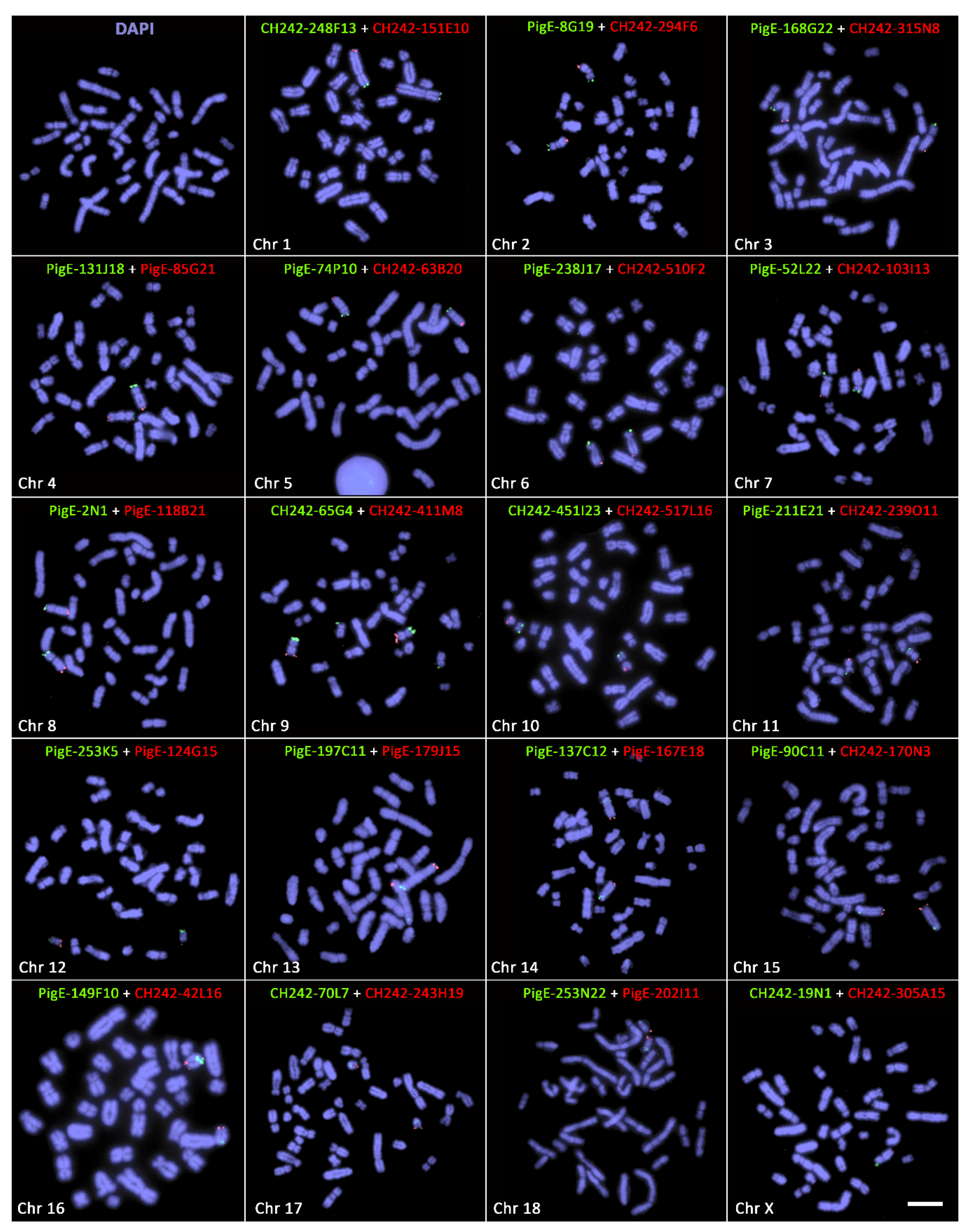 Cells 10 02000 g002 550