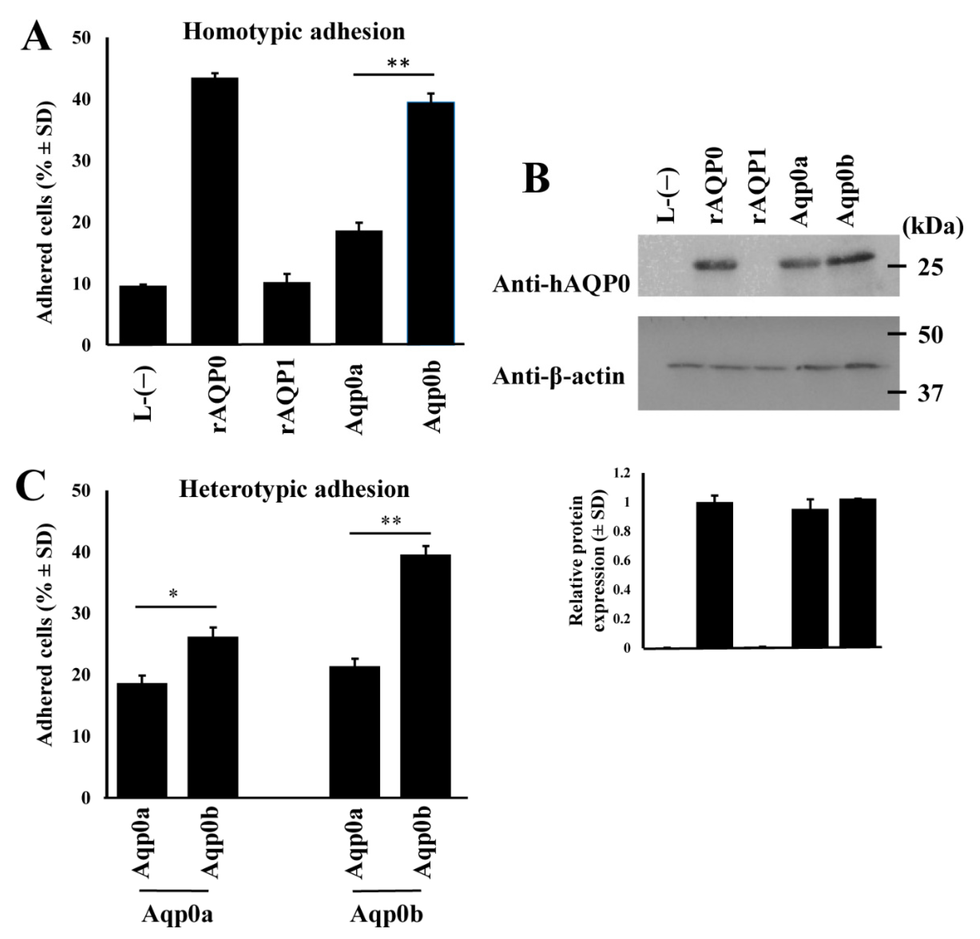 Cells 10 02005 g001 550