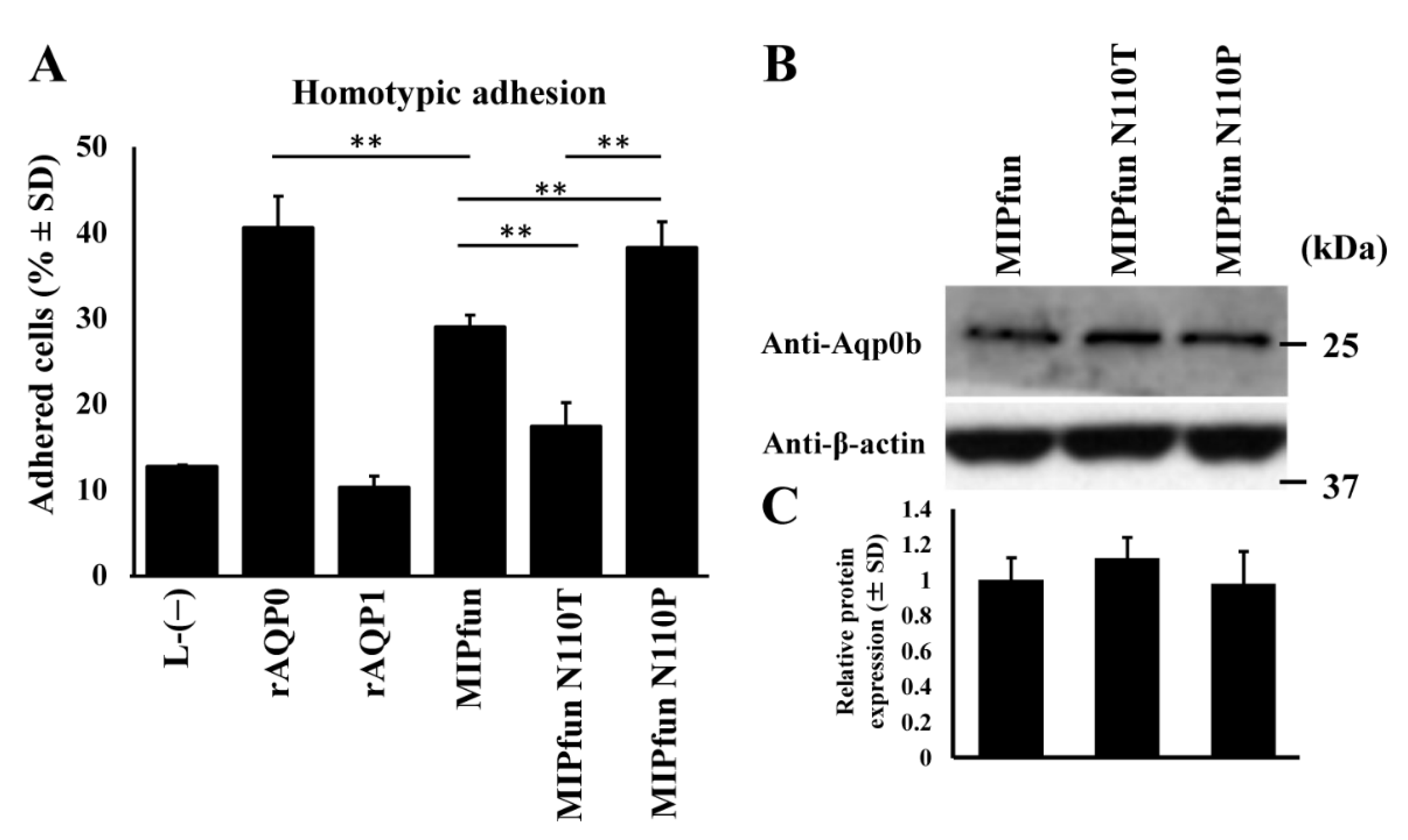 Cells 10 02005 g004 550