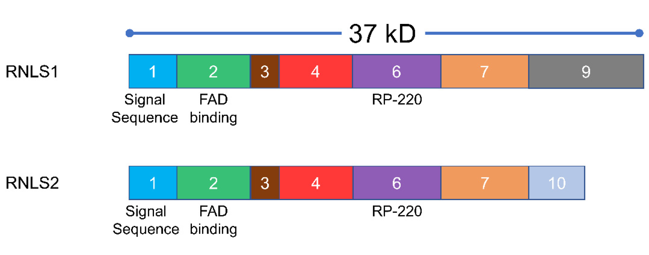 Cells 10 02006 g001 Cells 10 02006 g001