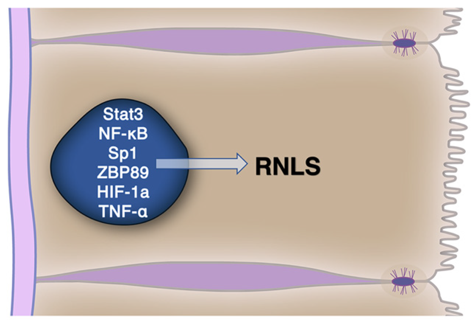 Cells 10 02006 g002 Cells 10 02006 g002