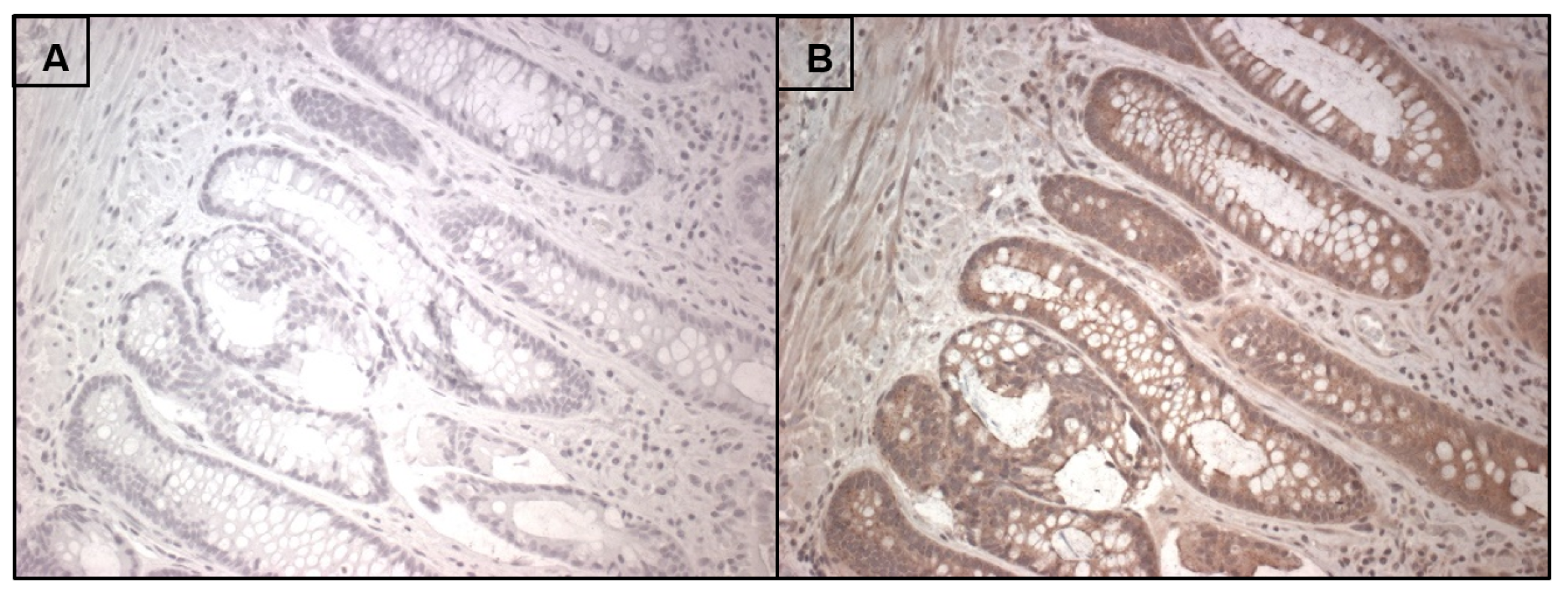 Cells 10 02006 g004 Cells 10 02006 g004