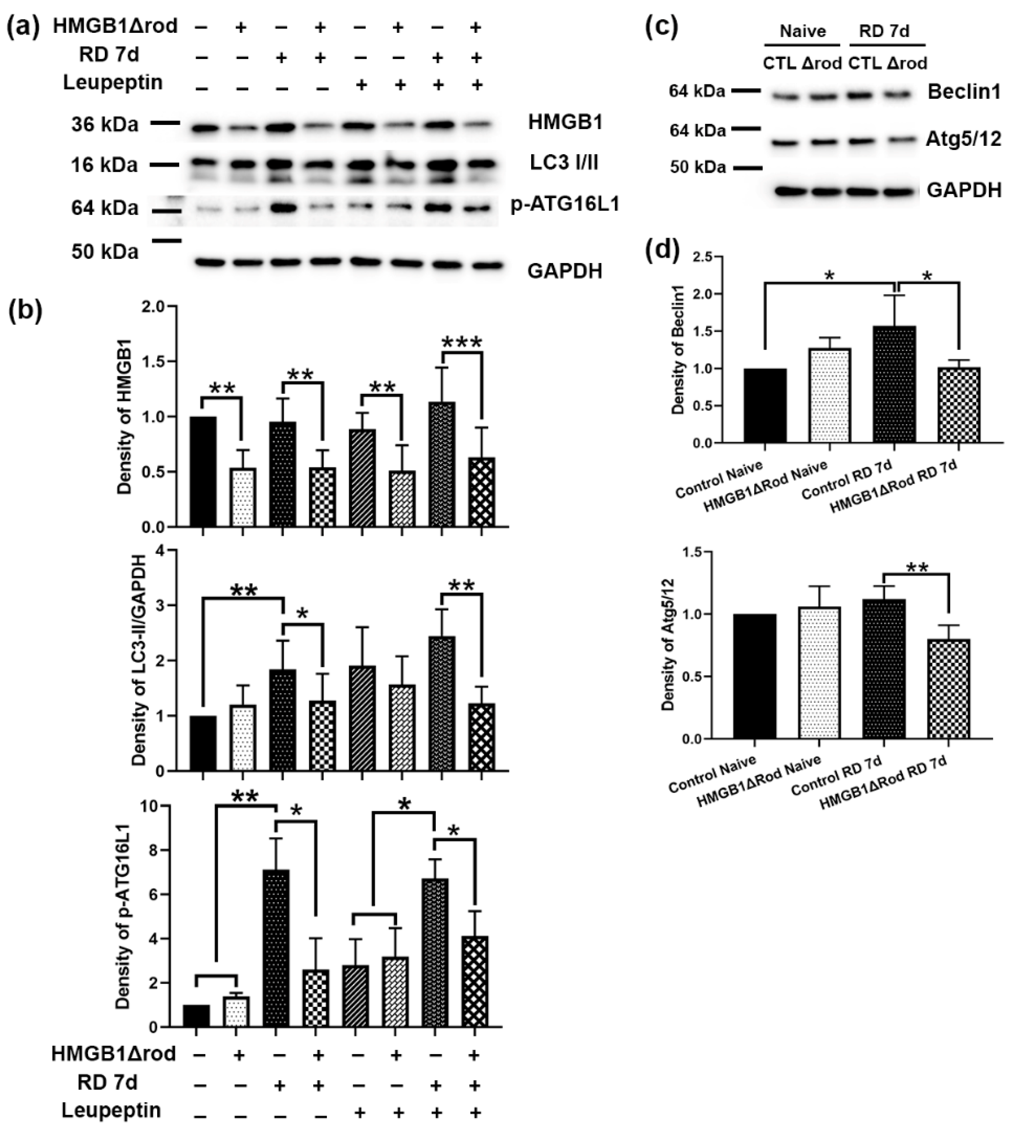 Cells 10 02010 g002 550