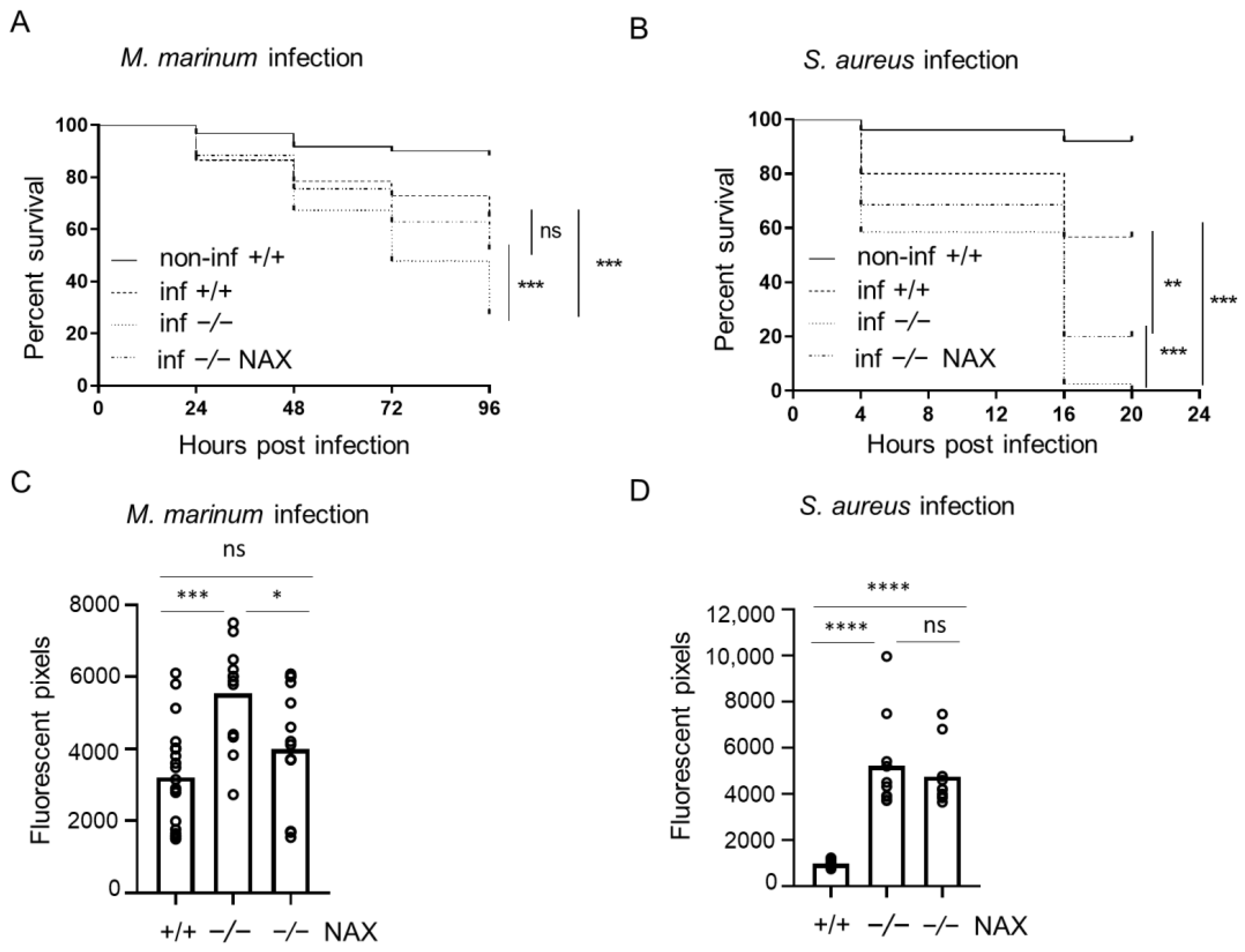 Cells 10 02011 g001 Cells 10 02011 g001