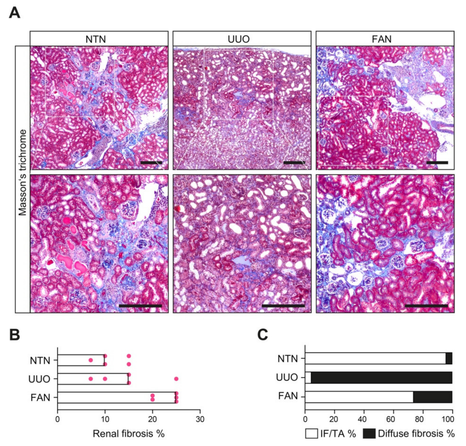 Cells 10 02014 g001 550