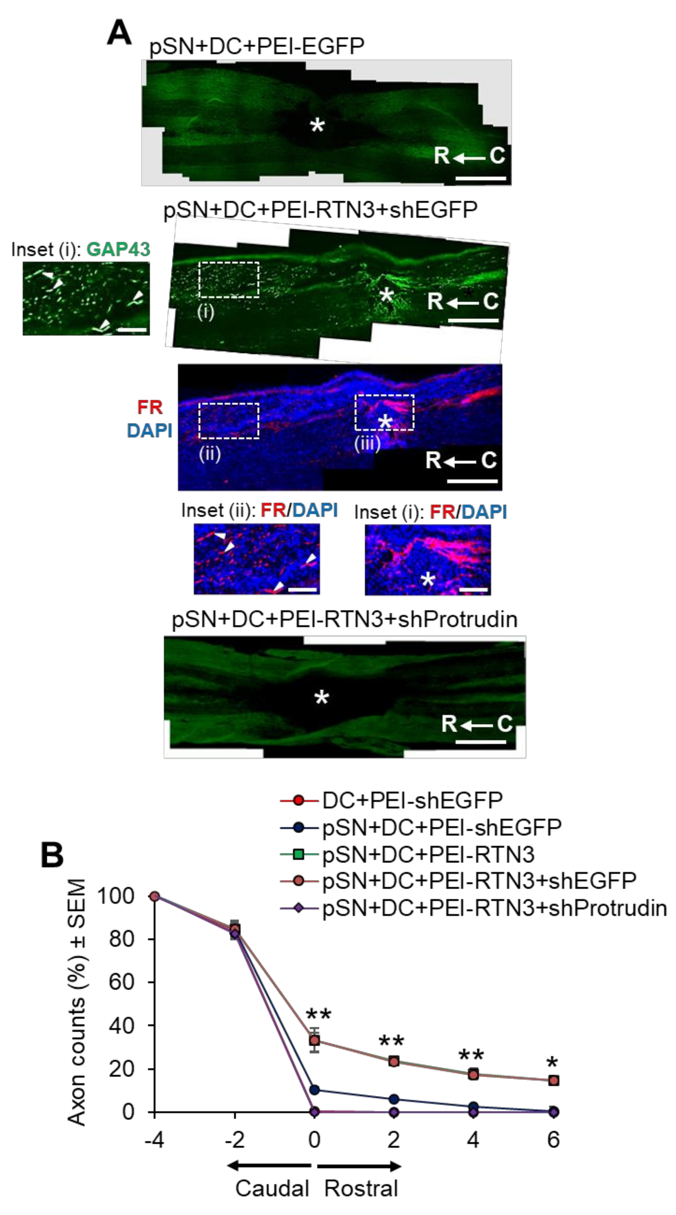 Cells 10 02015 g006 Cells 10 02015 g006