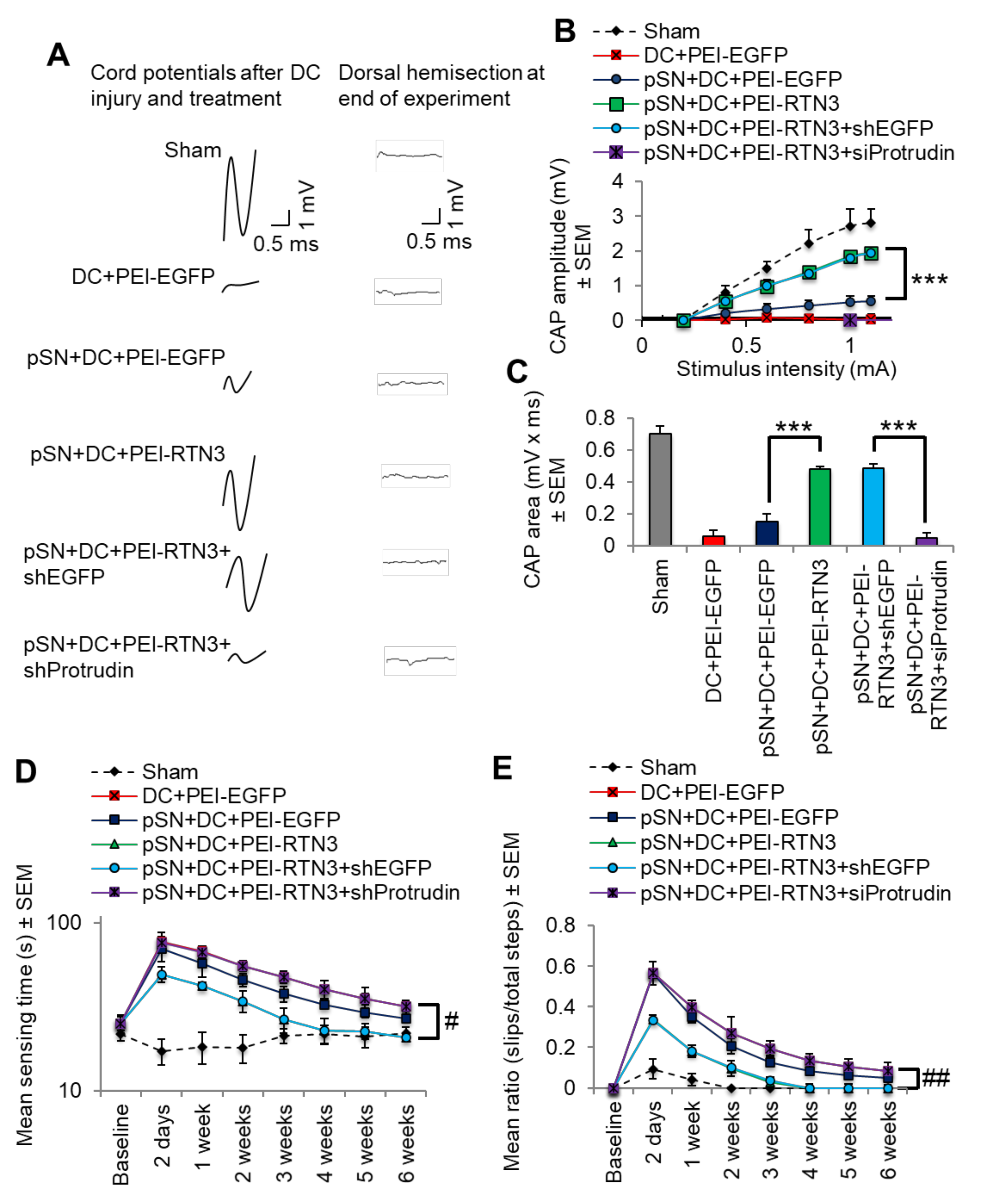 Cells 10 02015 g007 Cells 10 02015 g007