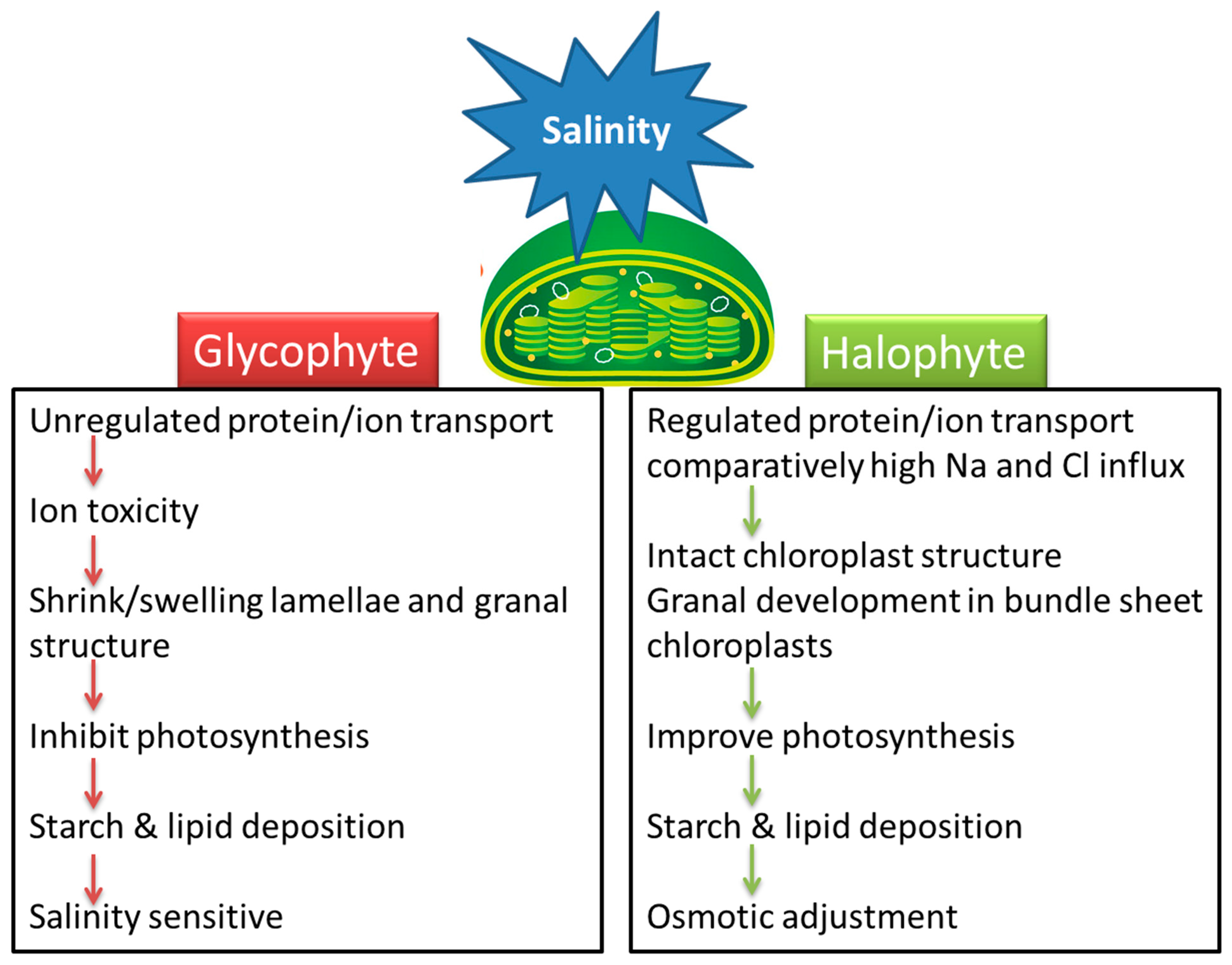 Glycophyte Halophyte
