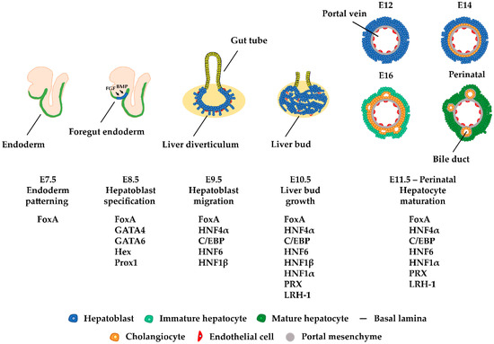 Cells 10 02026 g001 550