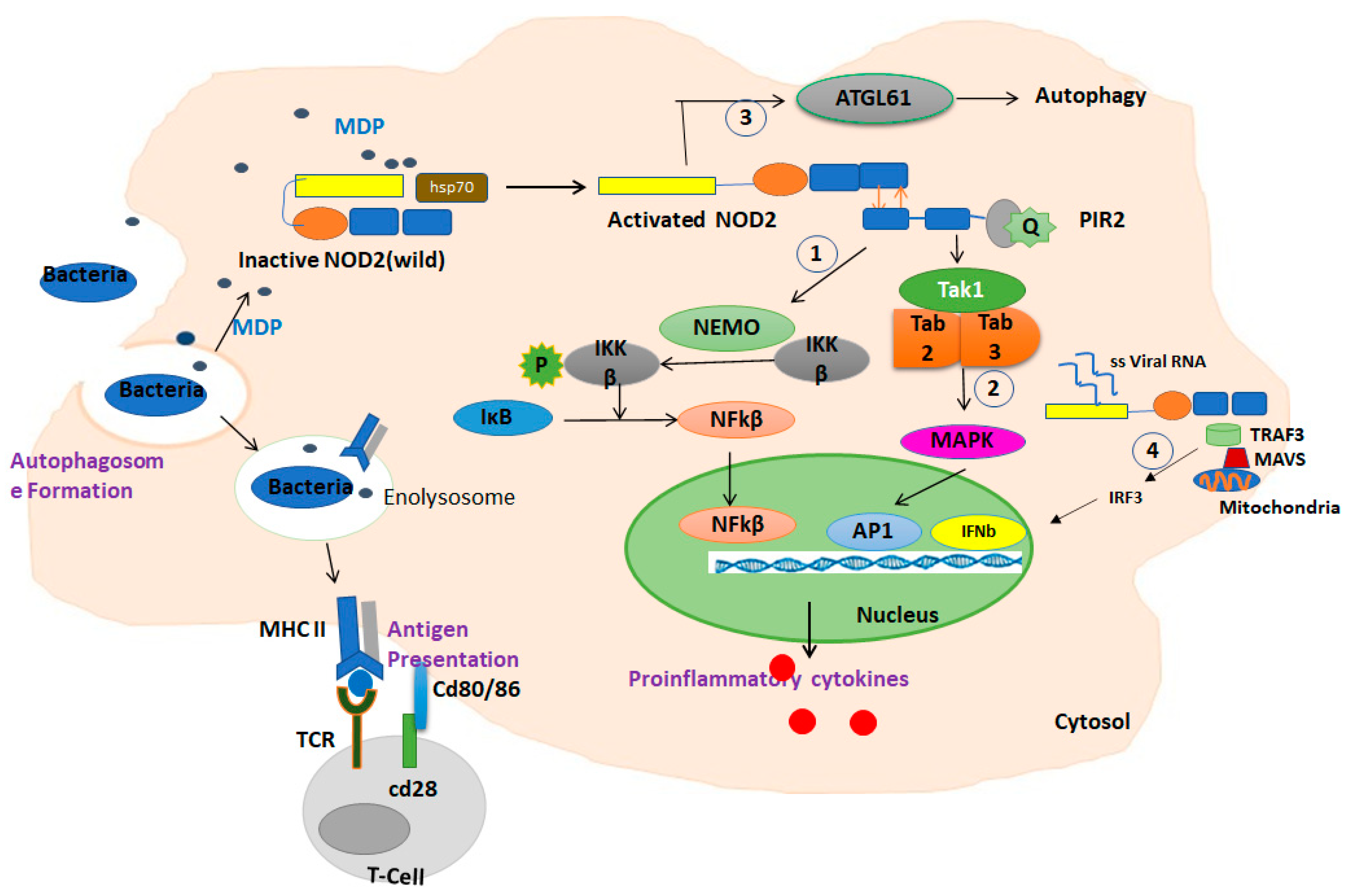 Cells 10 02031 g002 Cells 10 02031 g002