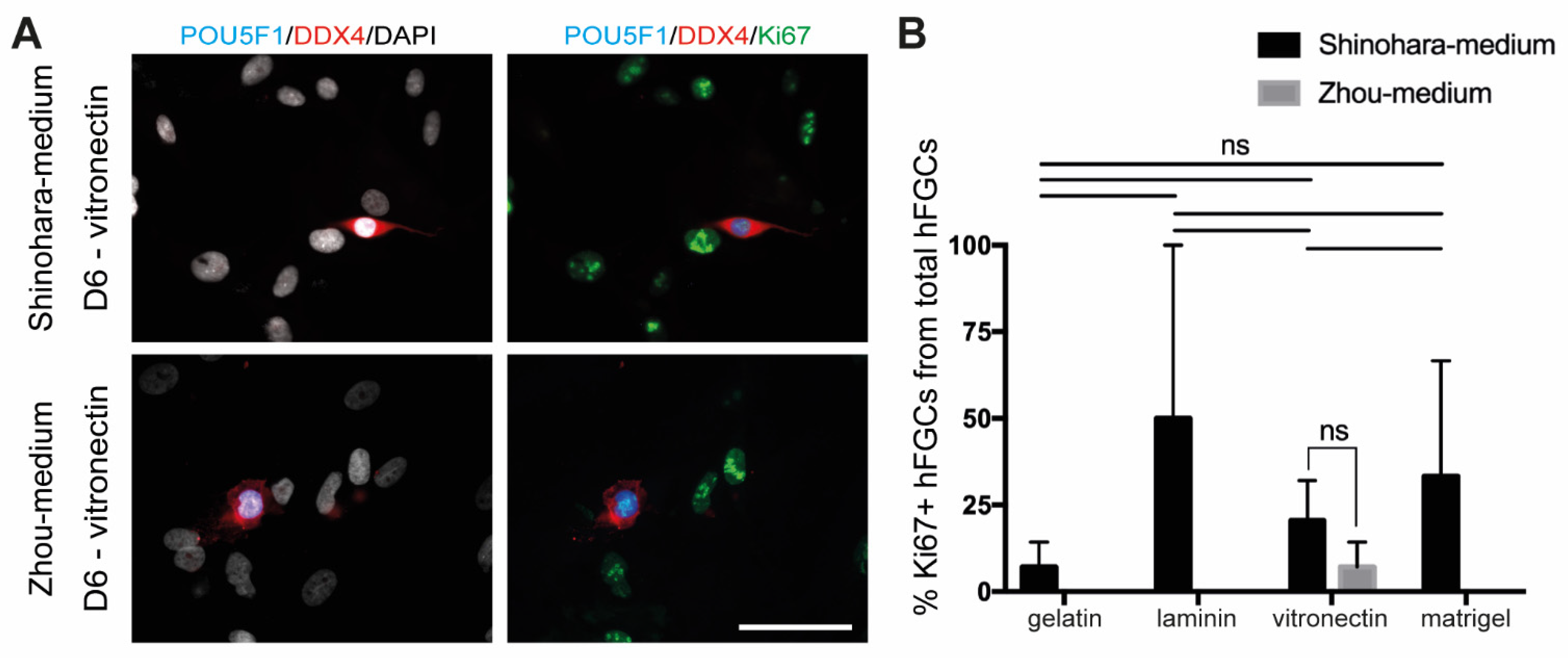 Cells 10 02033 g004 Cells 10 02033 g004